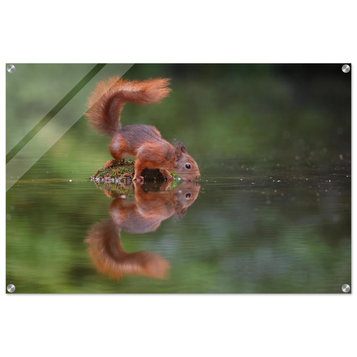 Wandbild durstiges eichhoernchen eine ruhige reflexion in der natur erhaeltlich in vielen groessen