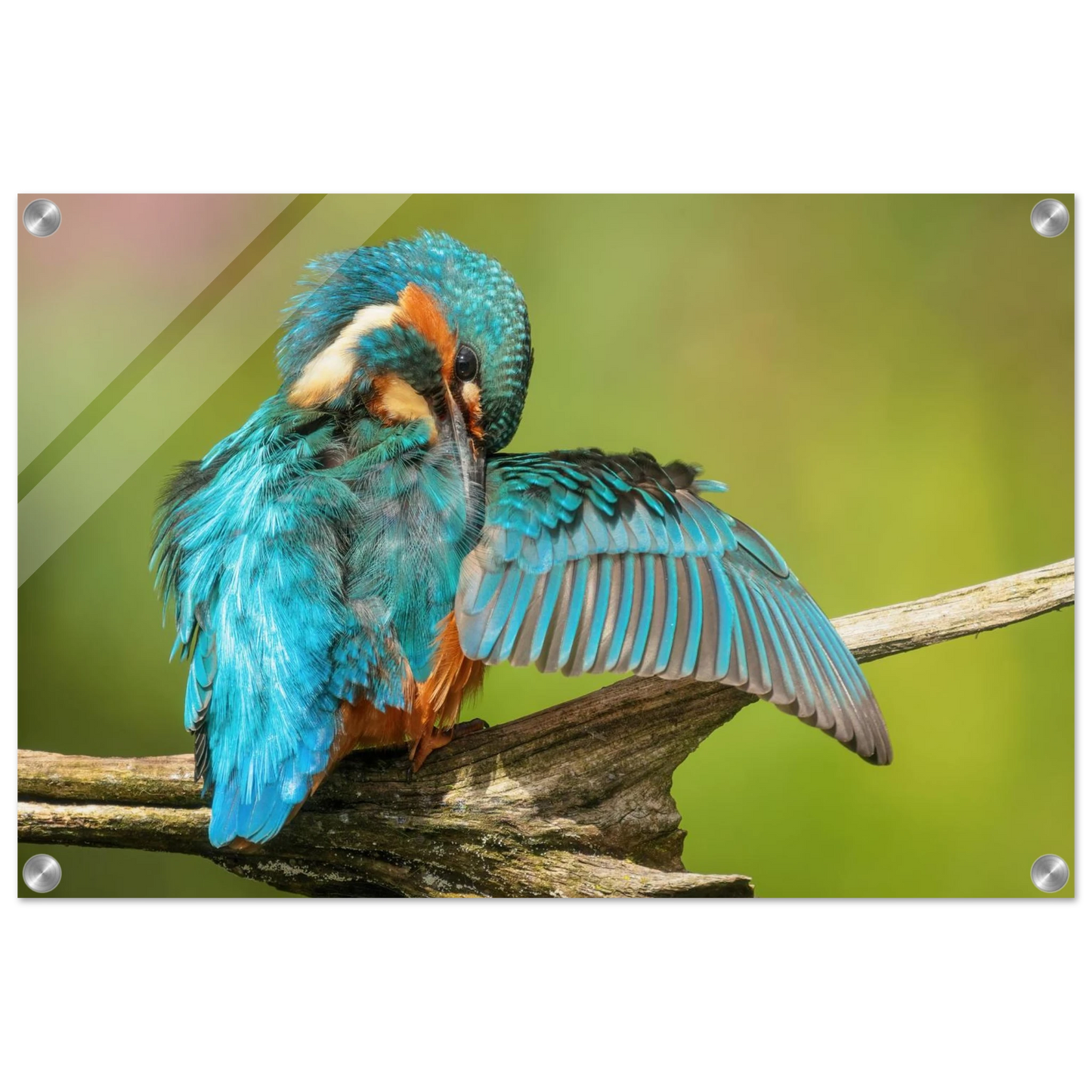 Wandbild eisvogel lebendige farbenpracht der natur auf leinwand