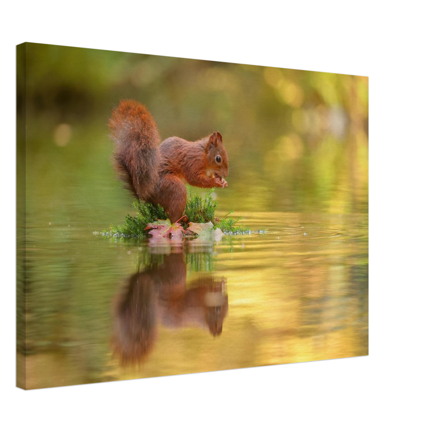 Wandbild bezauberndes eichhoernchen mit nuss lebendige wildtierkunst fuer ihr zuhause