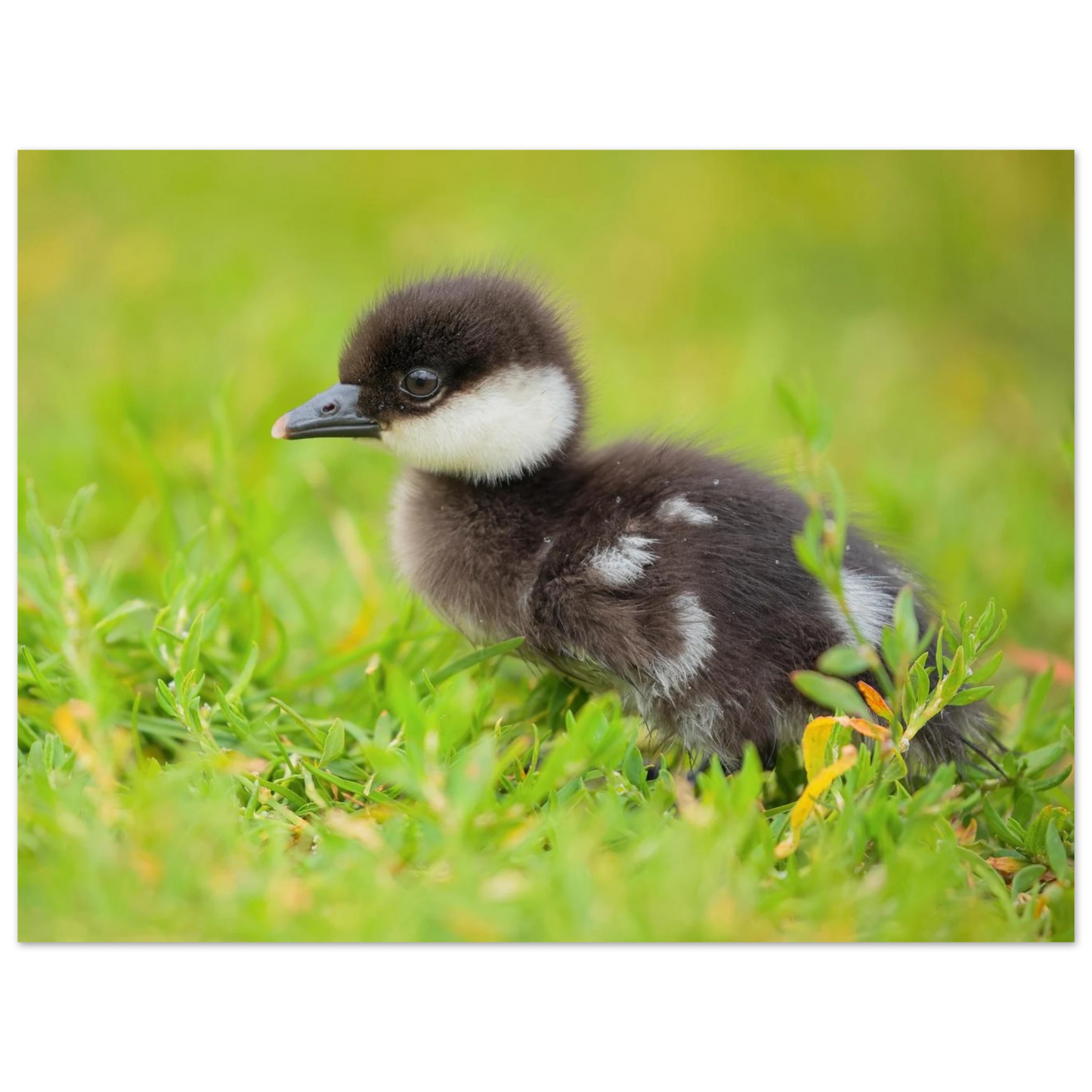Wandbild bezauberndes entenkueken suesse tiermotive fuer kinderzimmer naturfreunde in vielen groessen