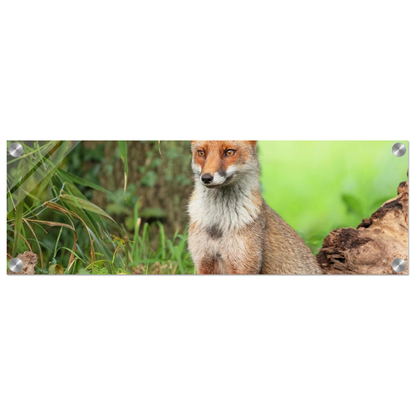 Wandbild majestaetischer rotfuchs ein augenblick der ruhe in der natur erhaeltlich in zahlreichen groessen