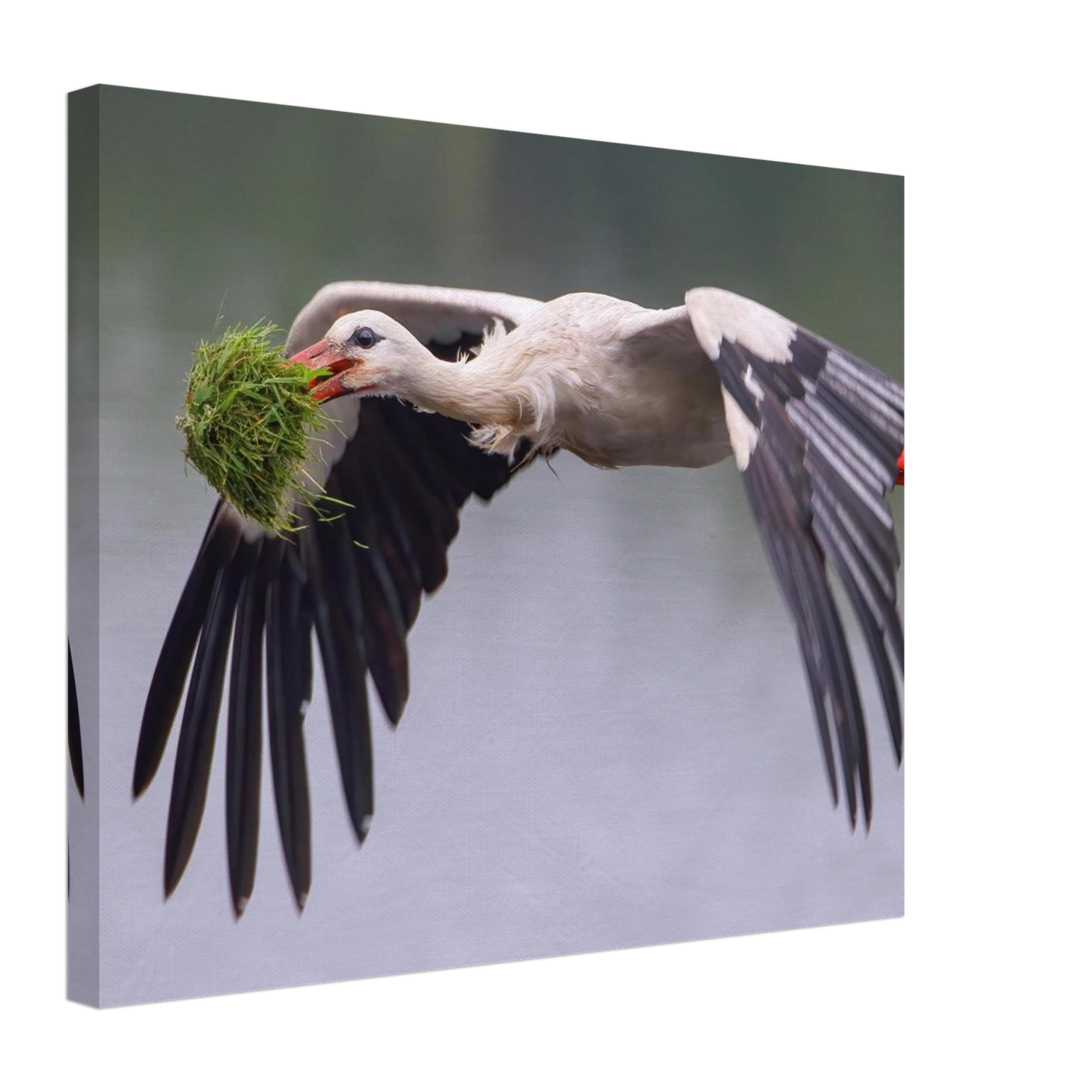 Wandbild nestbauender weissstorch im flug lebendige naturfotografie fuer ihr zuhause