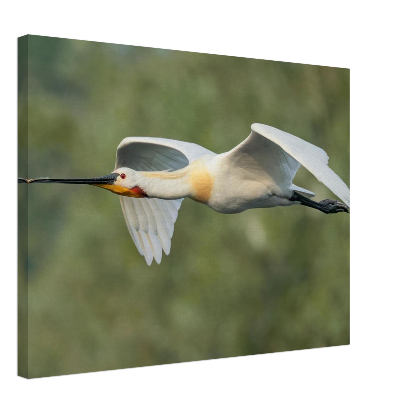Wandbild eleganter loeffler im flug naturfotografie fuer ihr zuhause in vielen groessen