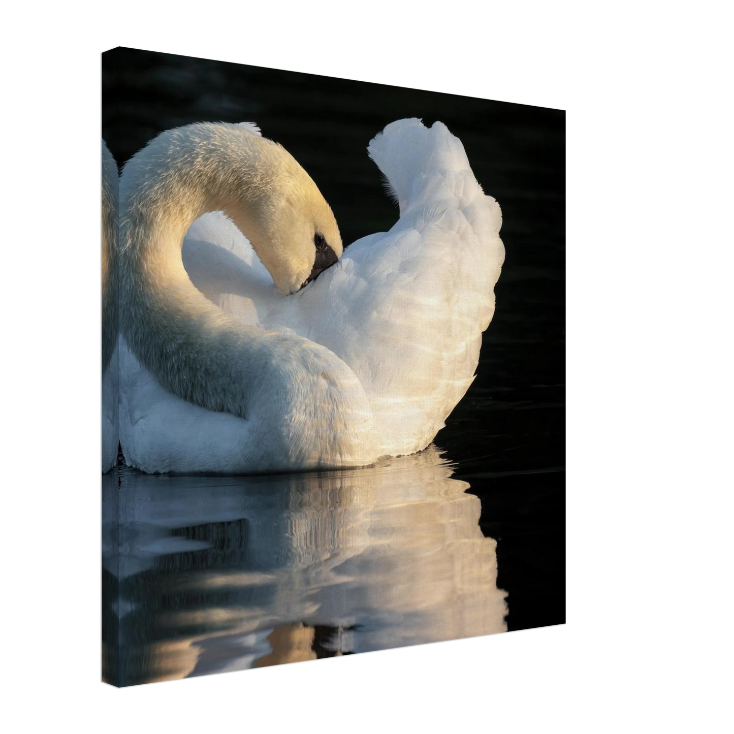 Wandbild schwan bei sonnenuntergang elegante wandkunst fuer ihr zuhause