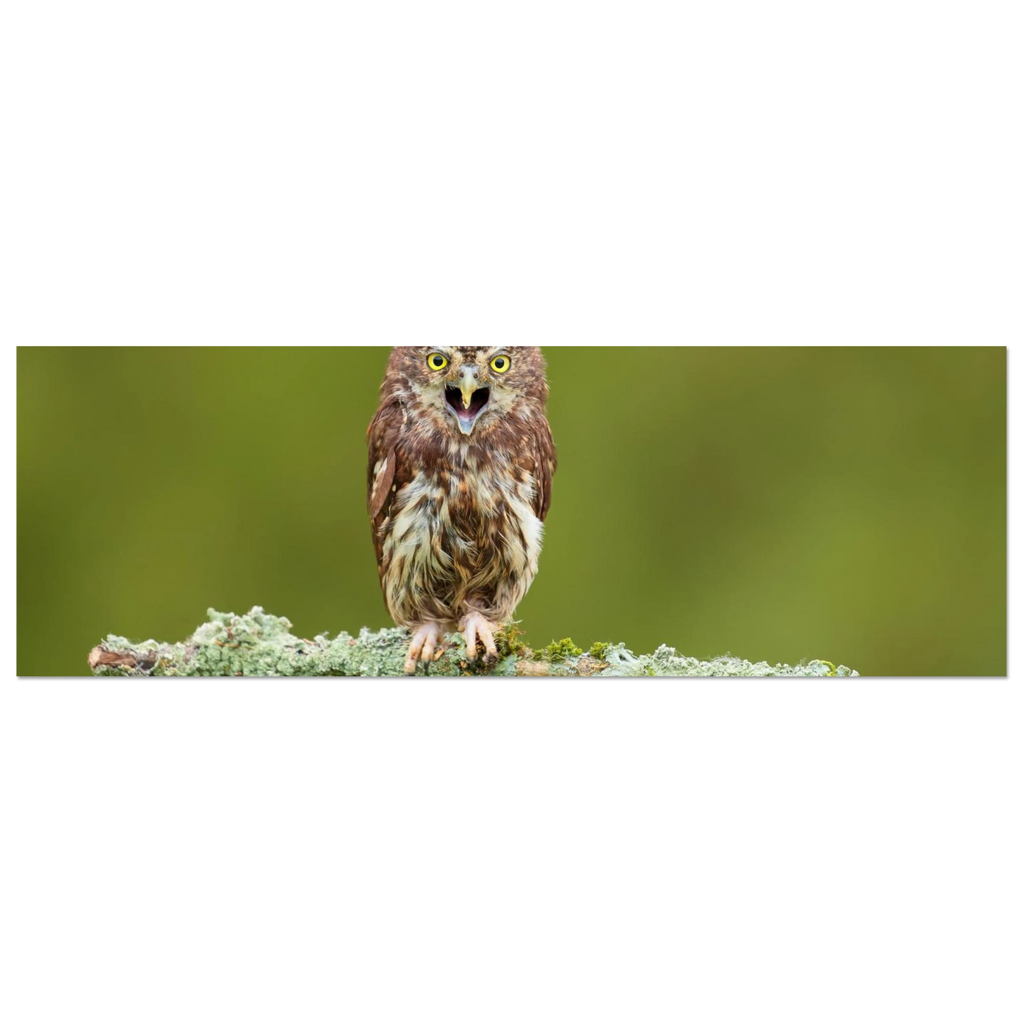 Wandbild rufer der wildnis faszinierendes eulen portraet mit leuchtenden augen fuer ihr zuhause