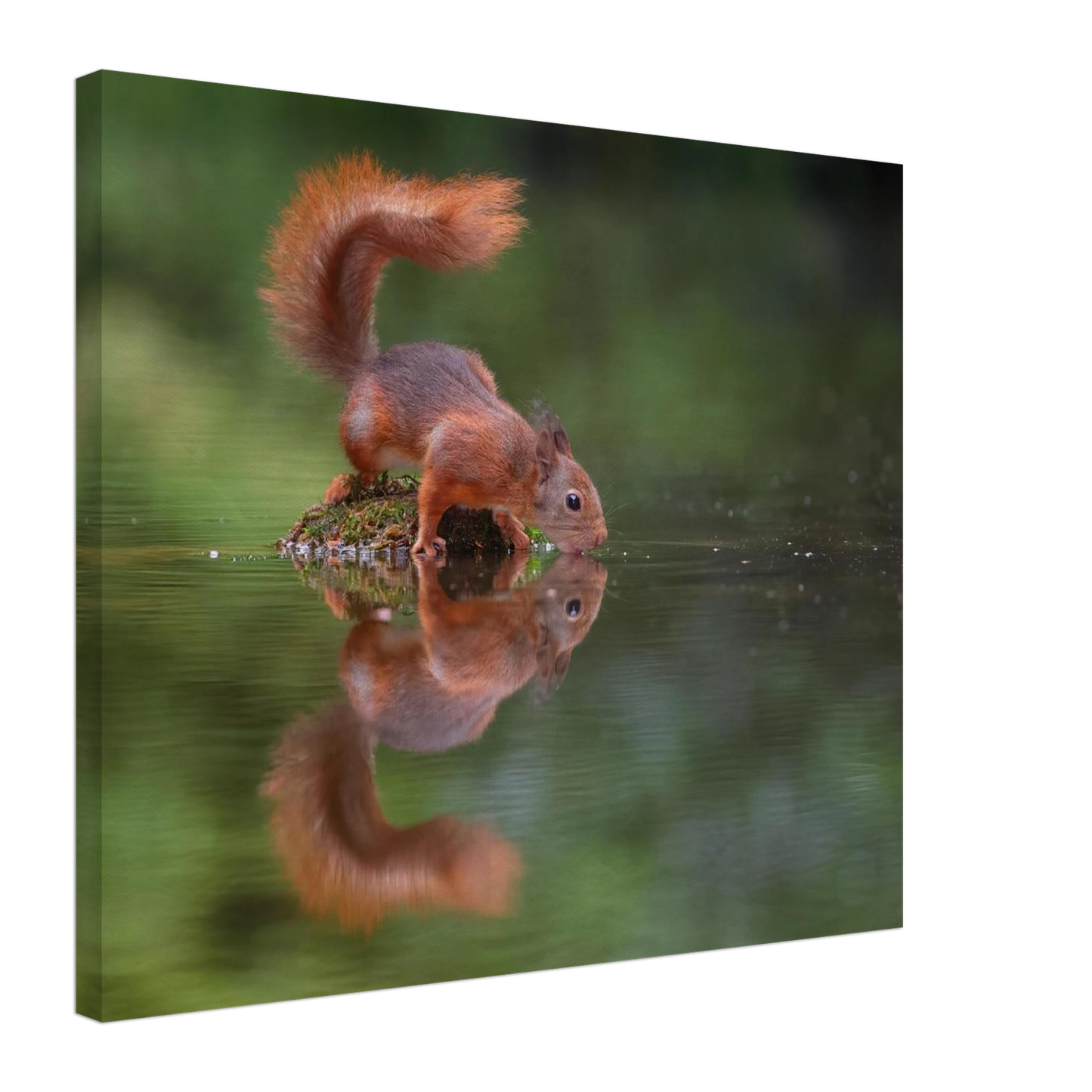 Wandbild durstiges eichhoernchen eine ruhige reflexion in der natur erhaeltlich in vielen groessen