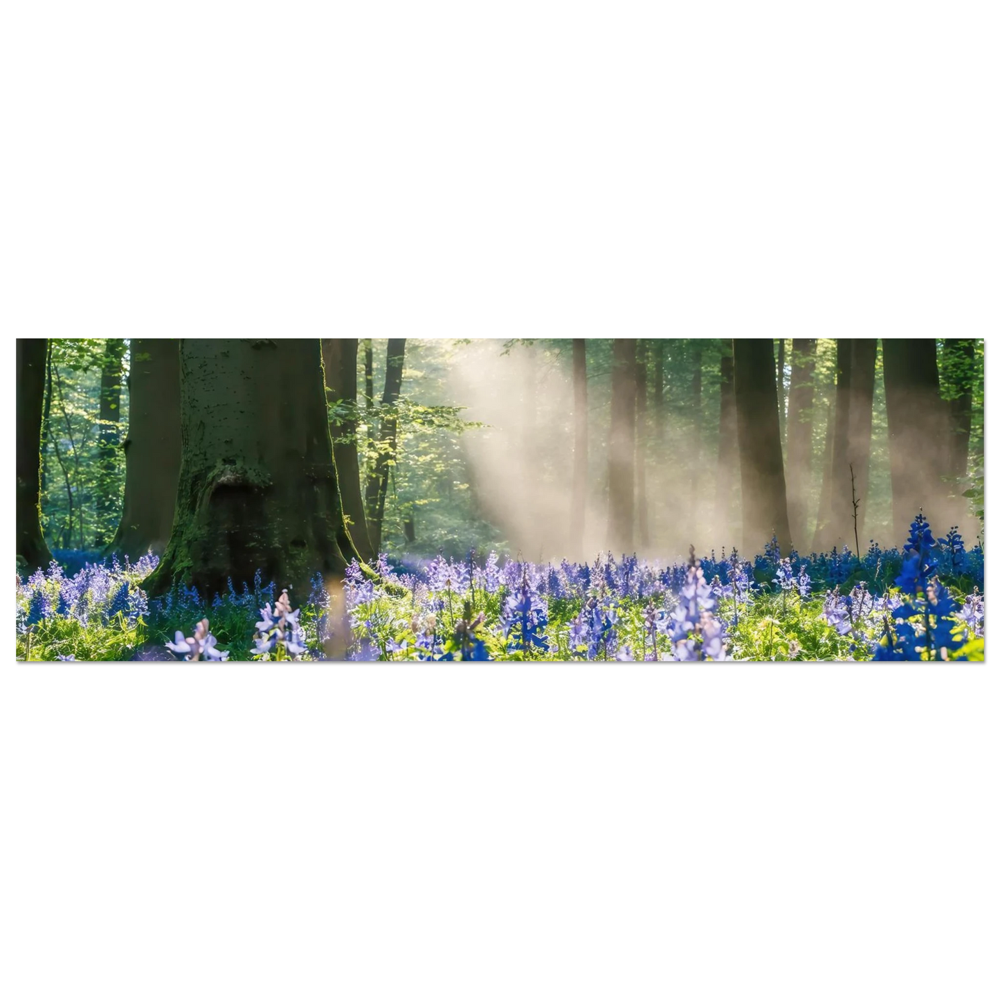 Wandbild mystische waldlichtung mit blauen glockenblumen sonnenverwoehntes naturbild in verschiedenen groessen