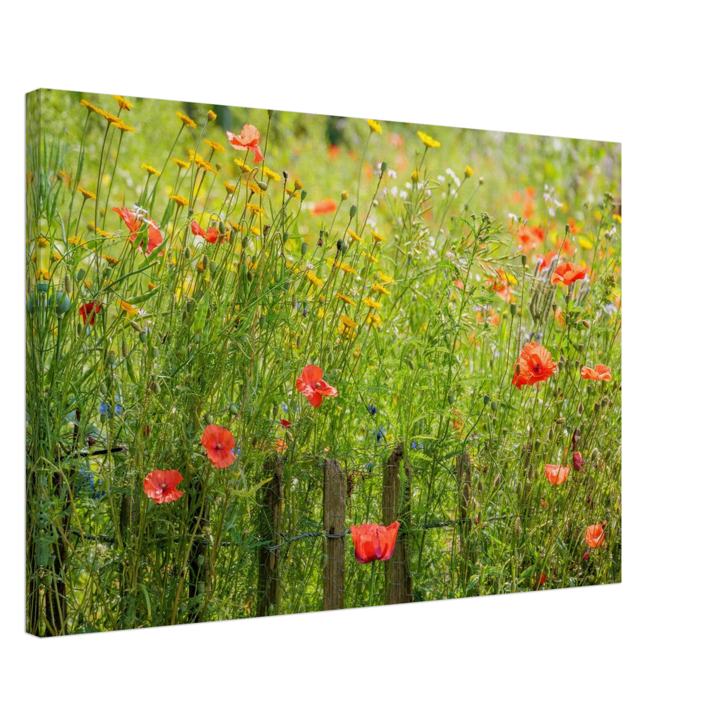 Wandbild wildblumen feld rot gelb sonnige mohnblumen wiese als kunstdruck