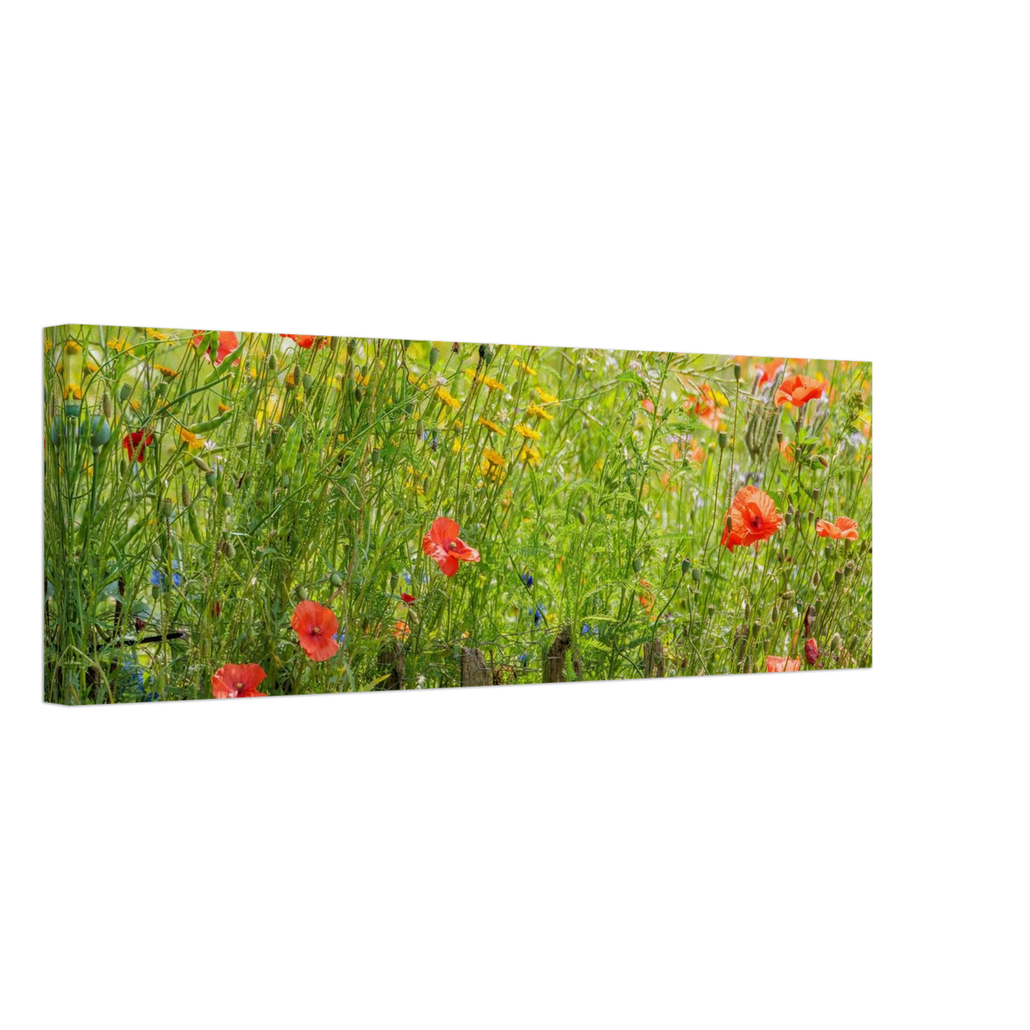 Wandbild wildblumen feld rot gelb sonnige mohnblumen wiese als kunstdruck