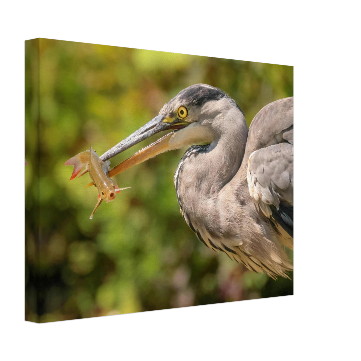 Wandbild graureiher mit fisch ein faszinierender moment in der natur verfuegbar in ihrer wunschgroesse