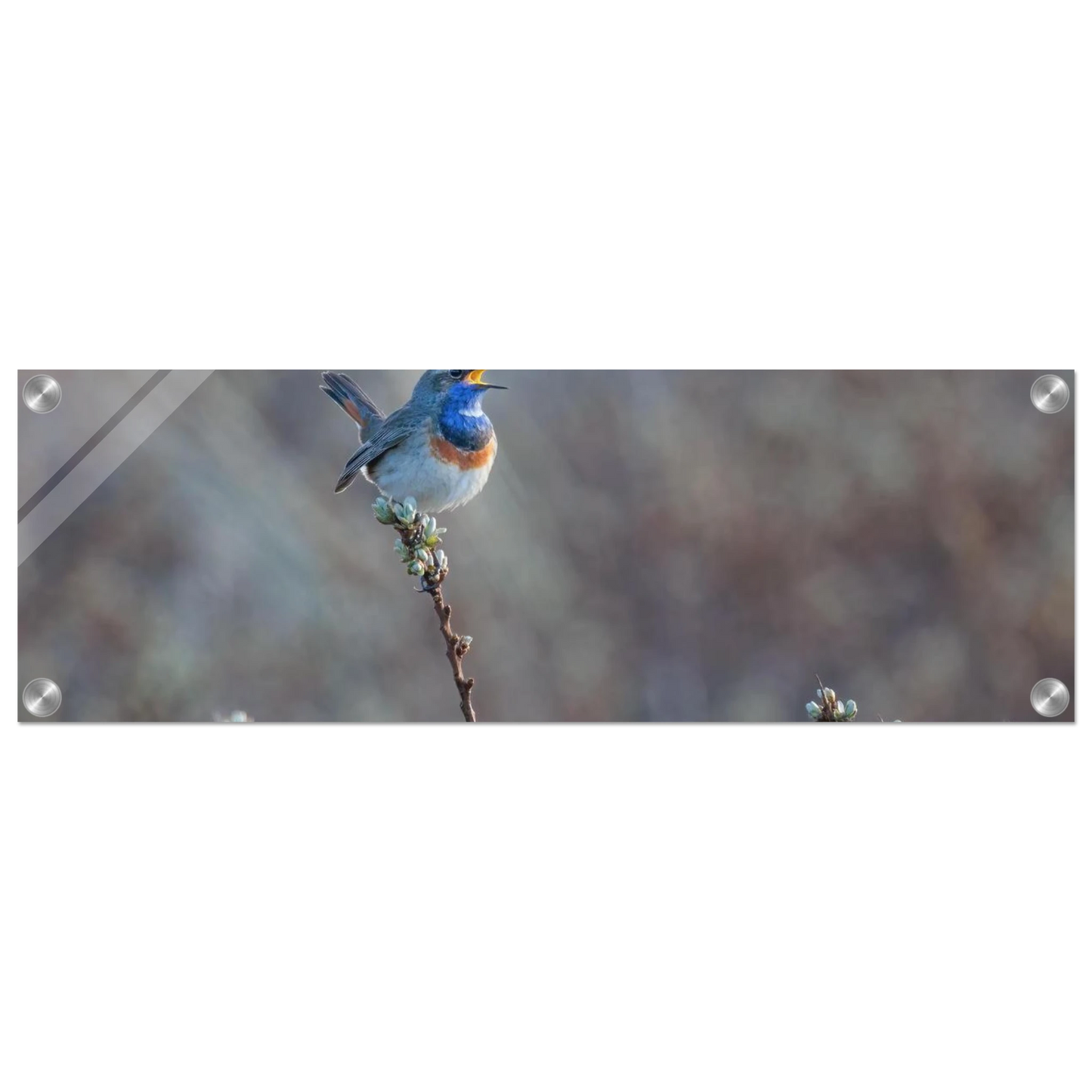 Wandbild blaukohlkehlchen im gesang naturkunst in lebendigen farben in ihrer wunschgroesse