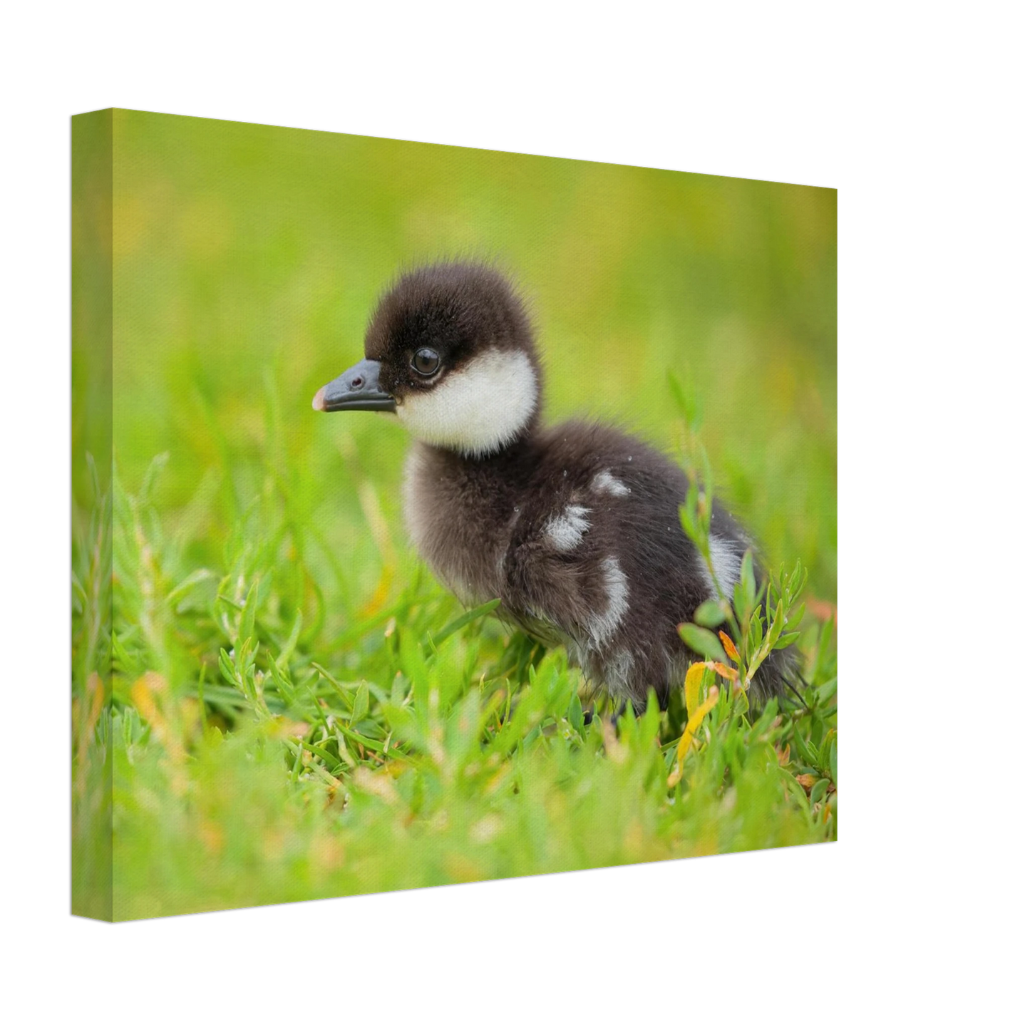 Wandbild bezauberndes entenkueken suesse tiermotive fuer kinderzimmer naturfreunde in vielen groessen