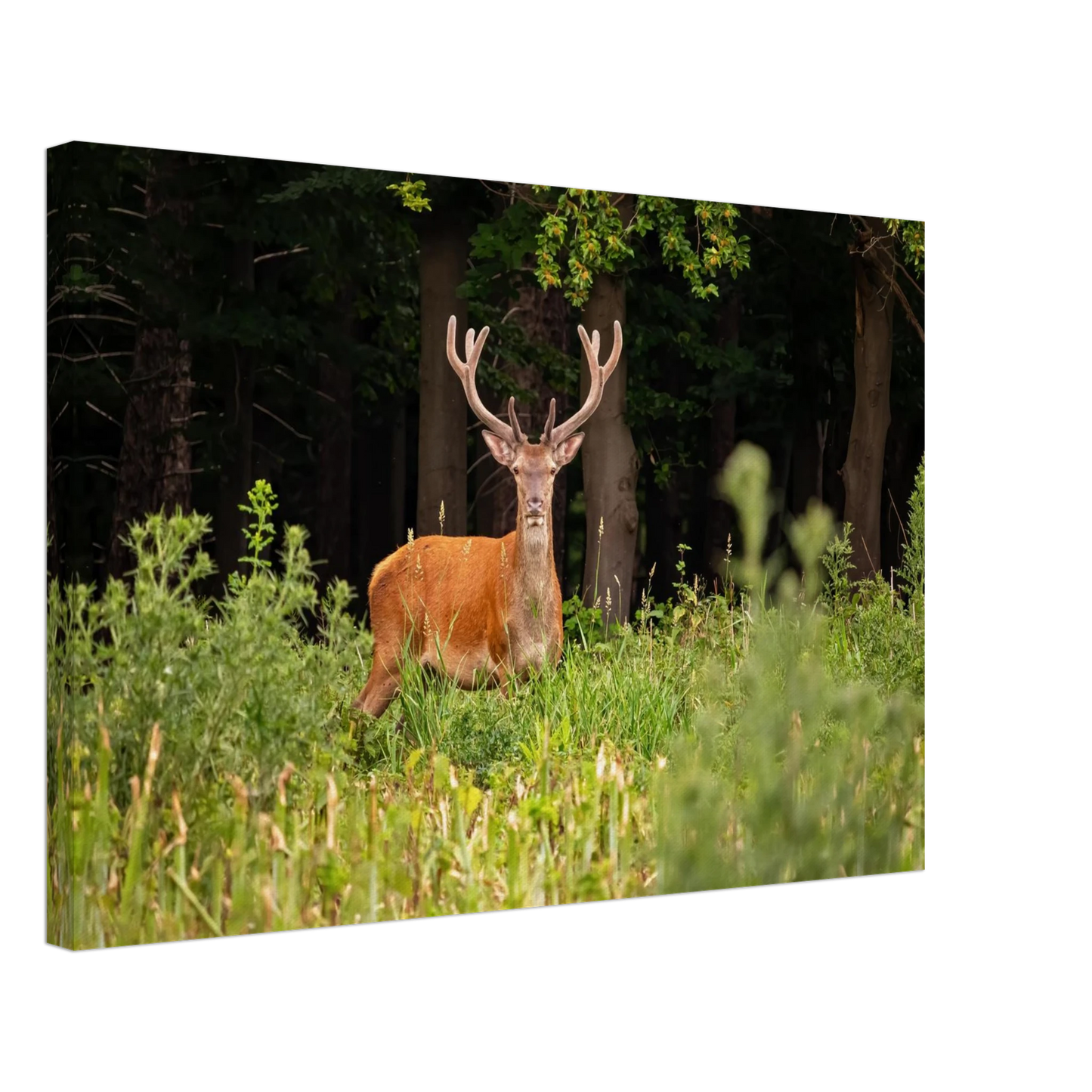 Wandbild majestaetischer hirsch im wald ein wildnis statement fuer ihr zuhause in verschiedenen groessen