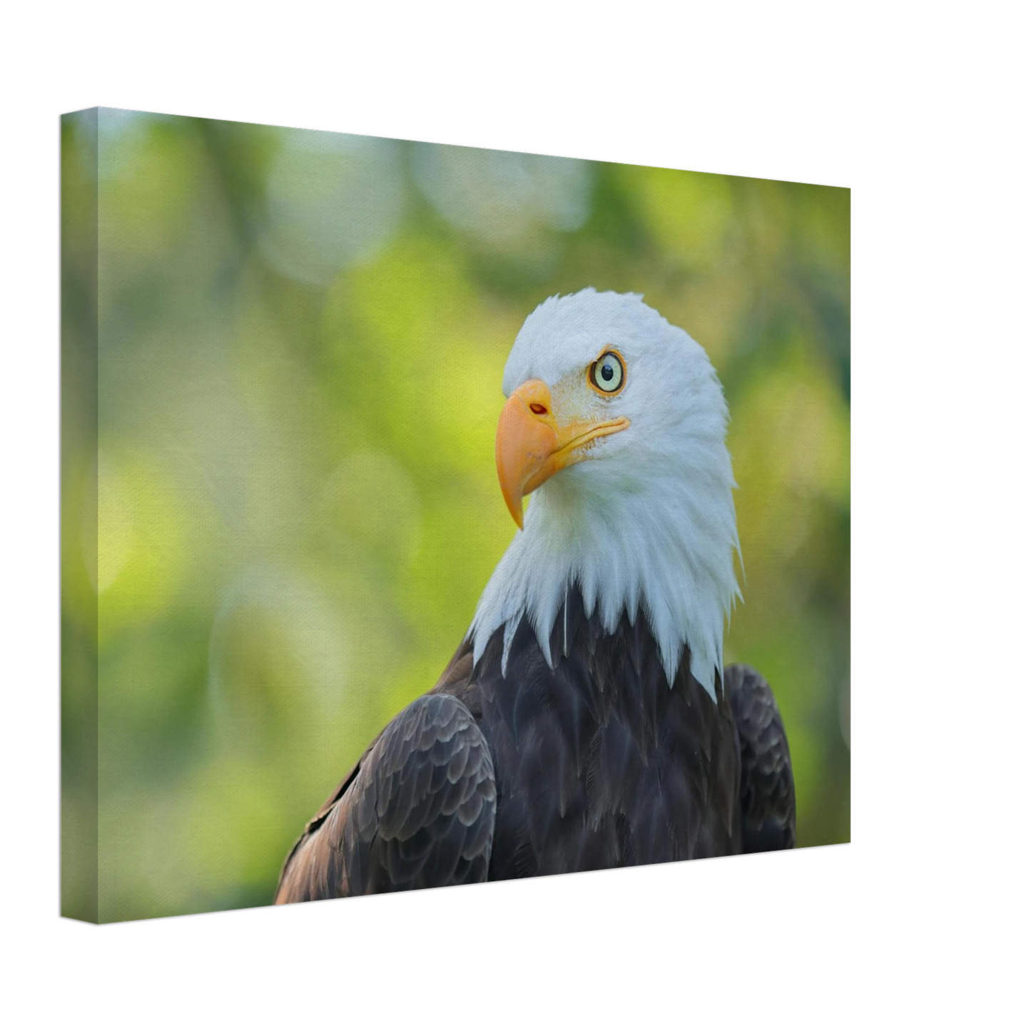 Wandbild majestaetischer weisskopfseeadler eine ode an die freiheit in ihrer wunschgroesse