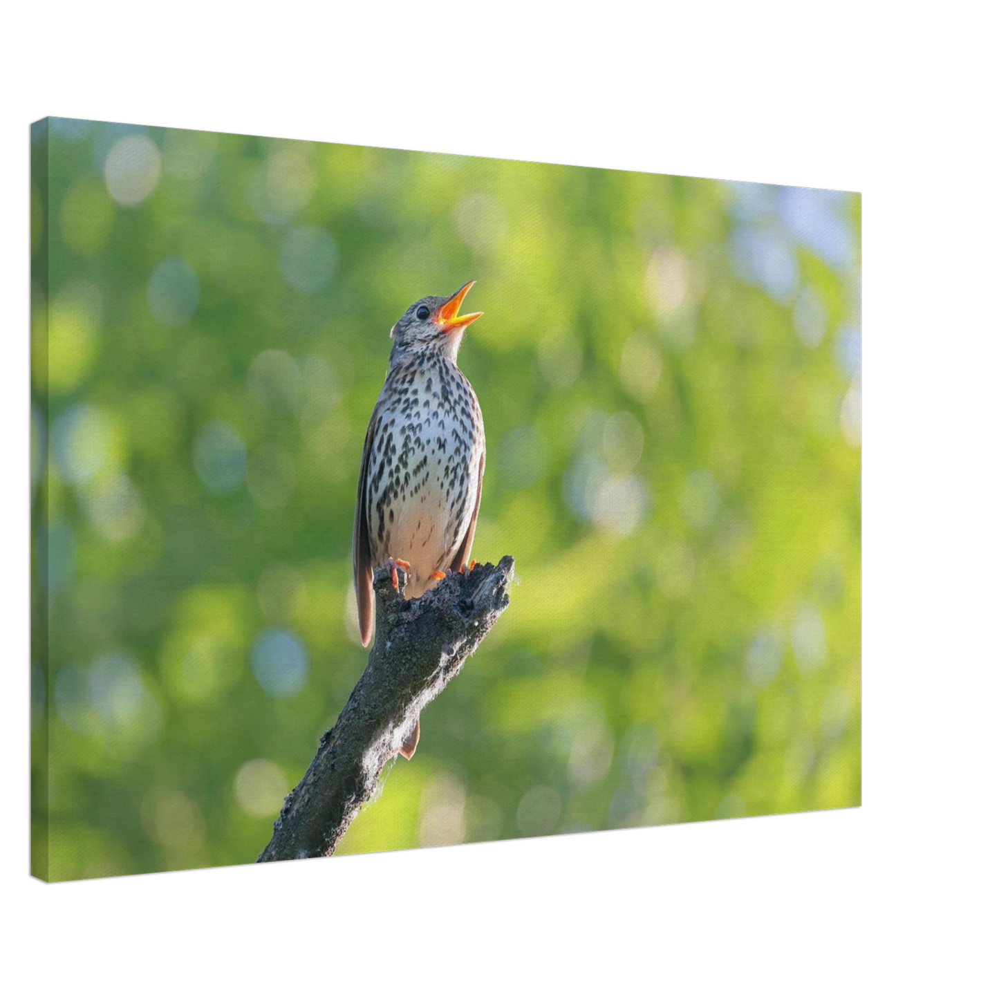 Wandbild bezaubernder singvogel in gruen ein naturportraet fuer ihr zuhause in vielen groessen