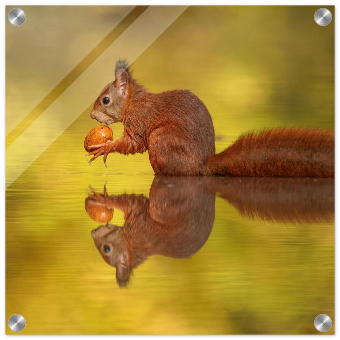 Wandbild eichhoernchen im goldenen herbstlicht lebendige tierfotografie fuer ihre wand