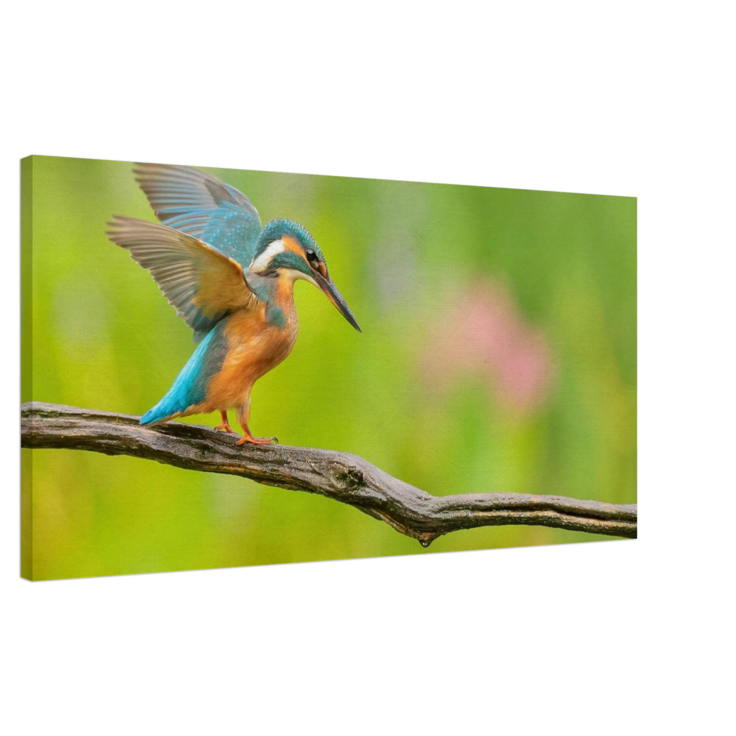 Wandbild eisvogel leuchtende federpracht auf natuerlichem ast in ihrer wunschgroesse