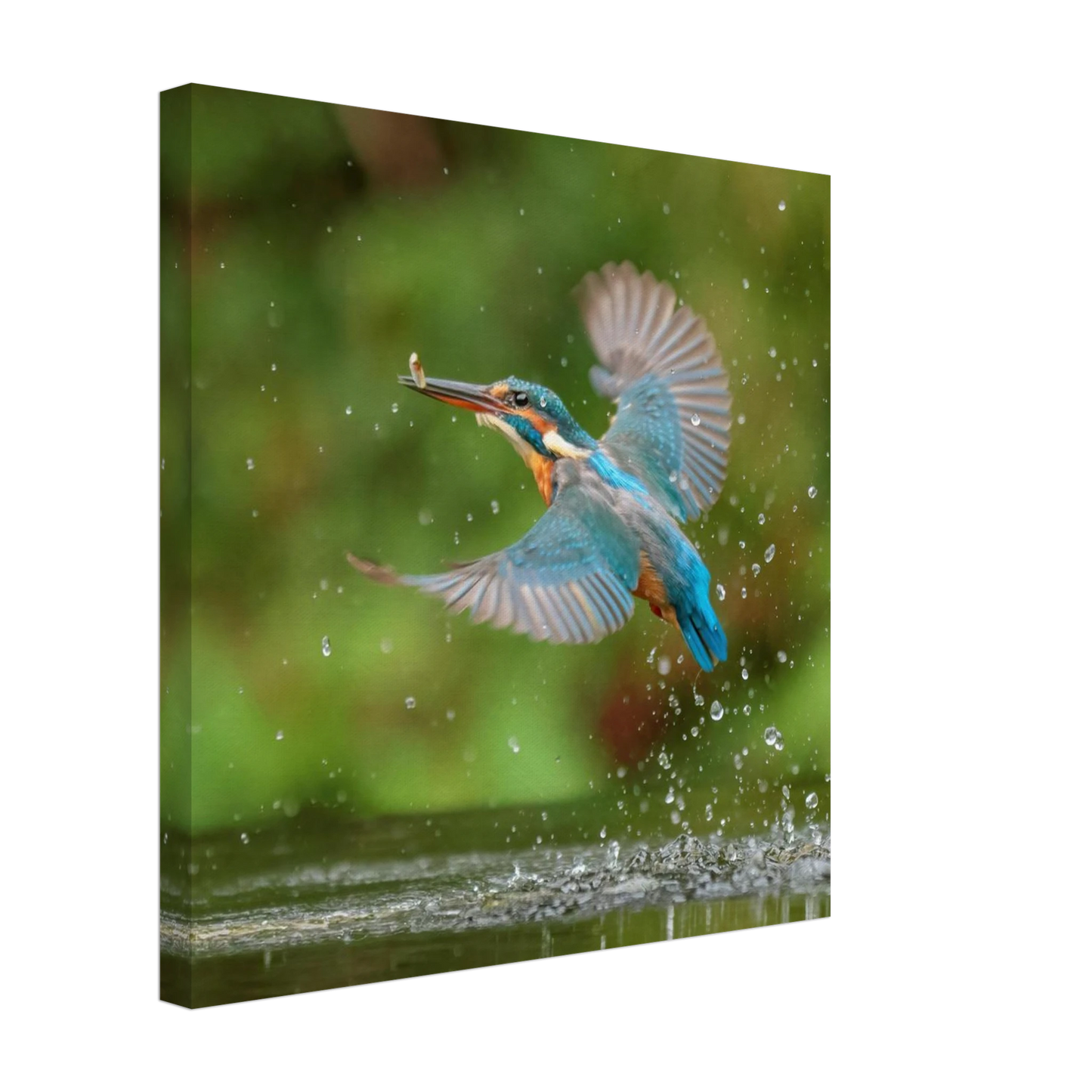 Wandbild eisvogel lebendige tierfotografie mit lebhaften blautoenen