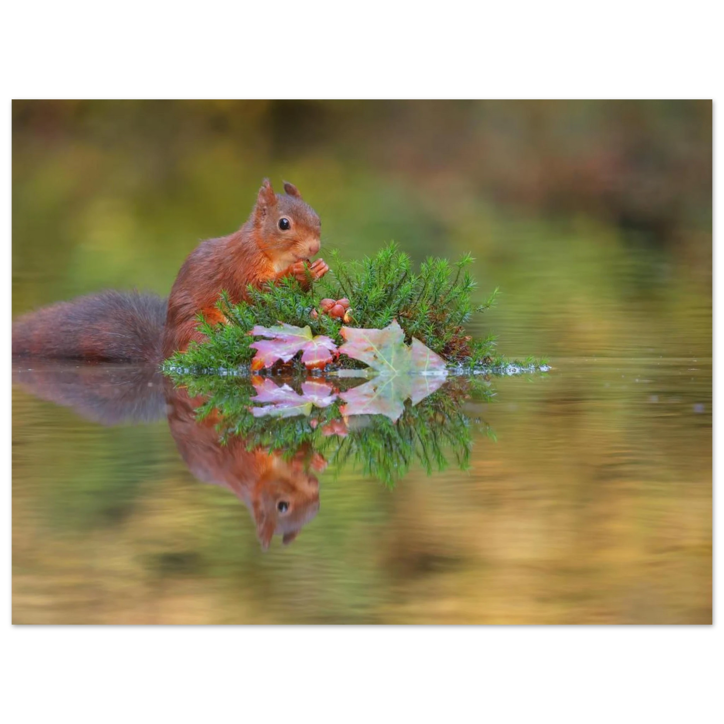 Wandbild bezauberndes eichhoernchen im herbstwald lebendige wildtierkunst fuer ihr zuhause in vielen groessen