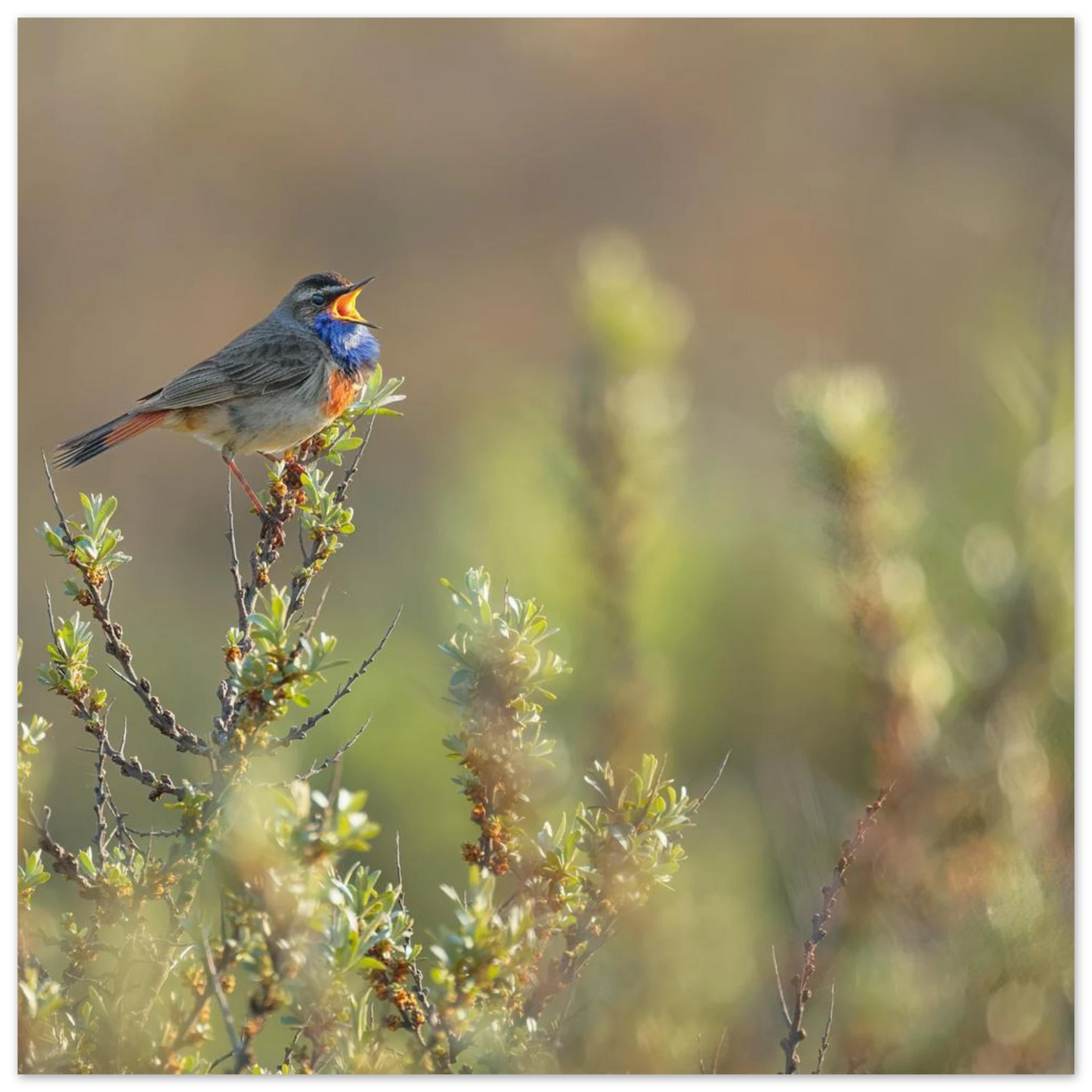 Wandbild singendes blaukehlchen lebendige naturfotografie als wandbild in verschiedenen groessen
