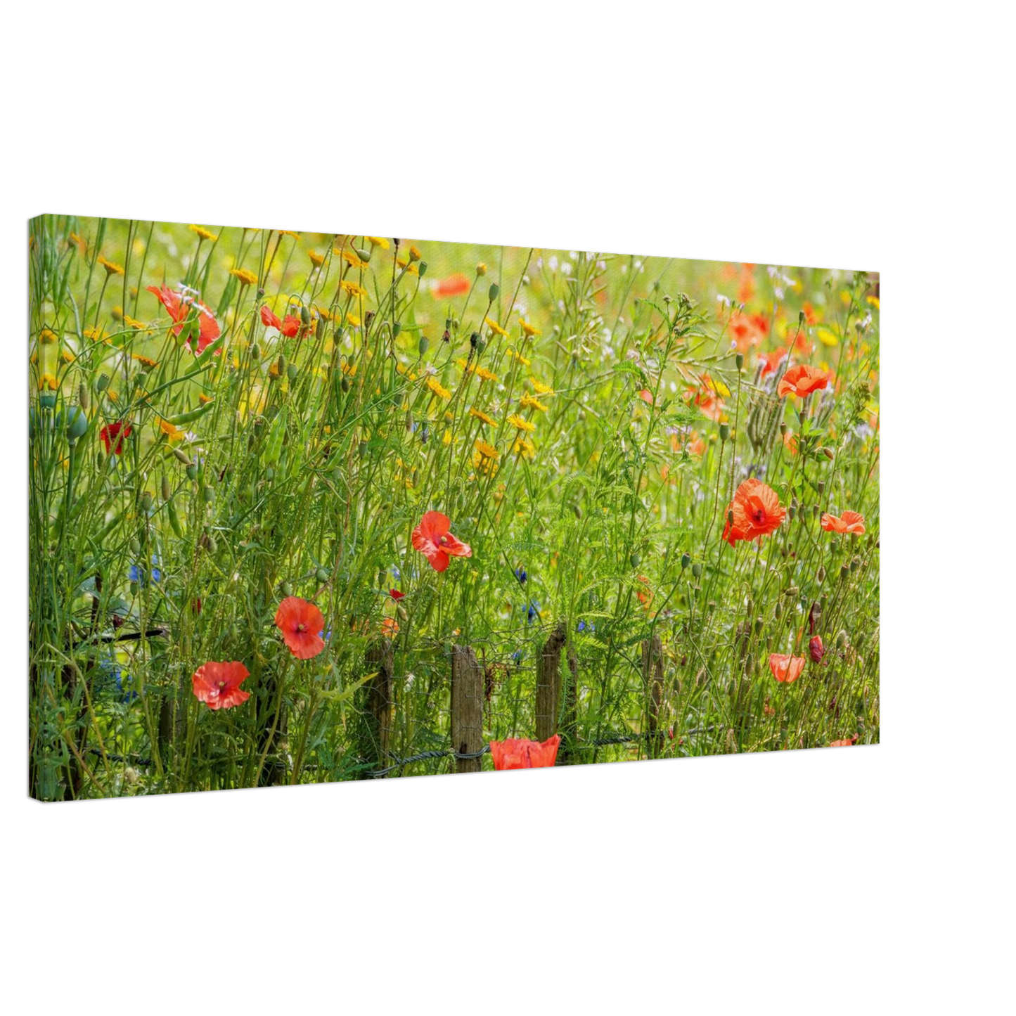 Wandbild wildblumen feld rot gelb sonnige mohnblumen wiese als kunstdruck
