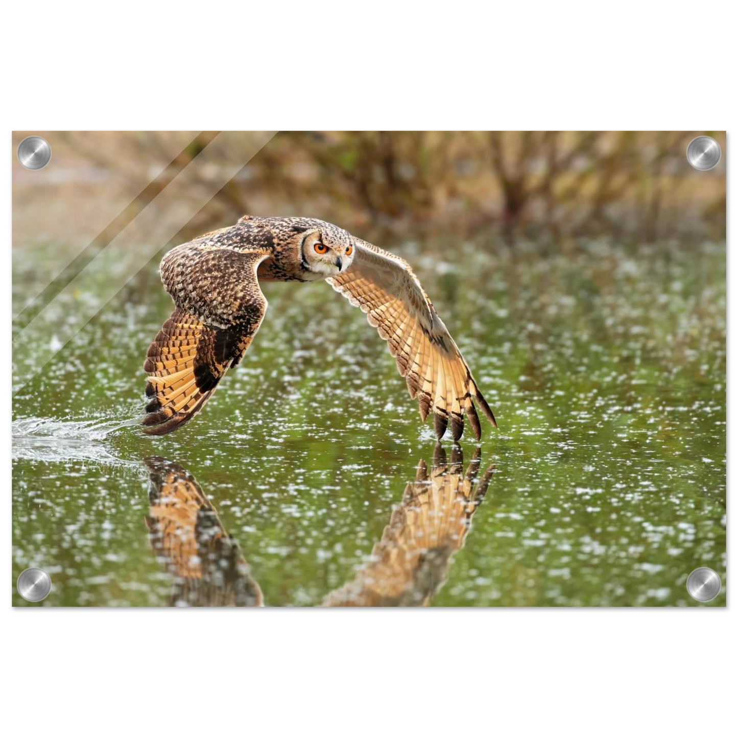 Wandbild majestaetische eule im flug naturfotografie mit lebendigen orangetoenen in ihrer wunschgroesse