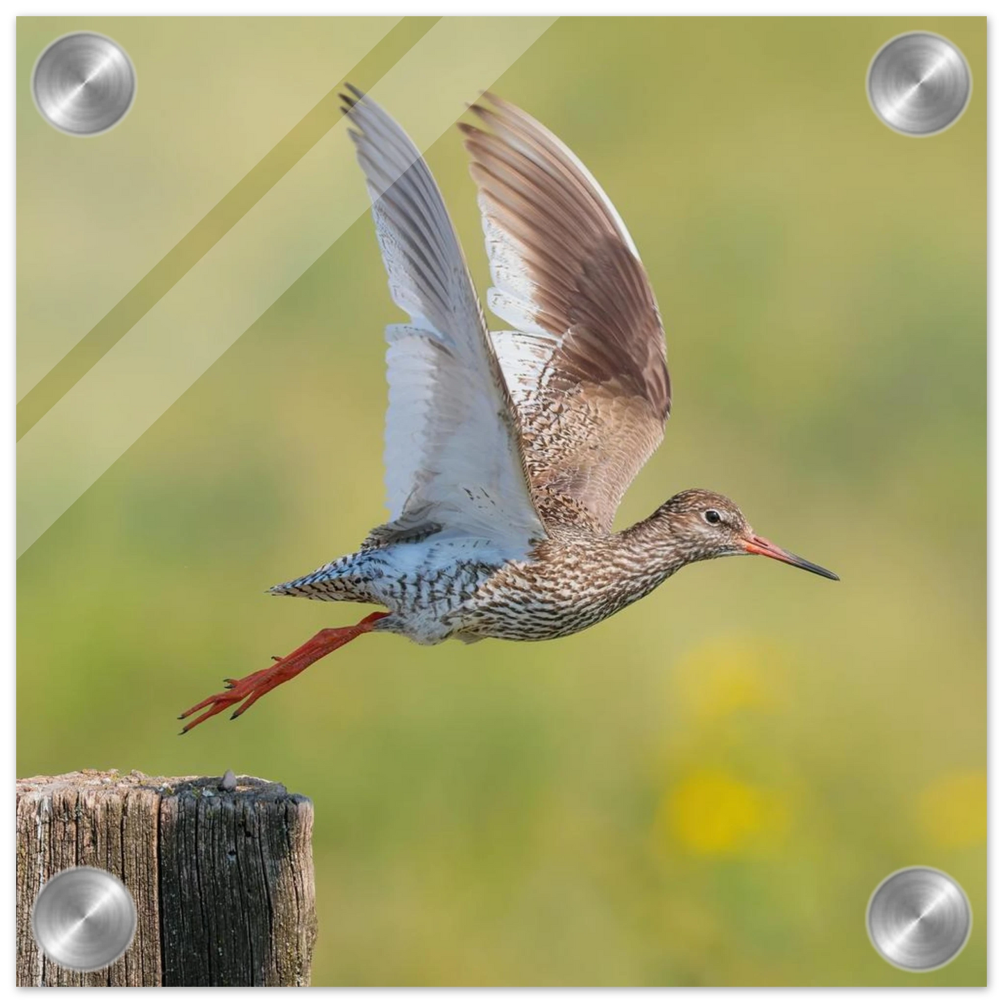 Wandbild der flug des rotschenkels dynamische tierkunst fuer ihr zuhause in vielen groessen erhaeltlich