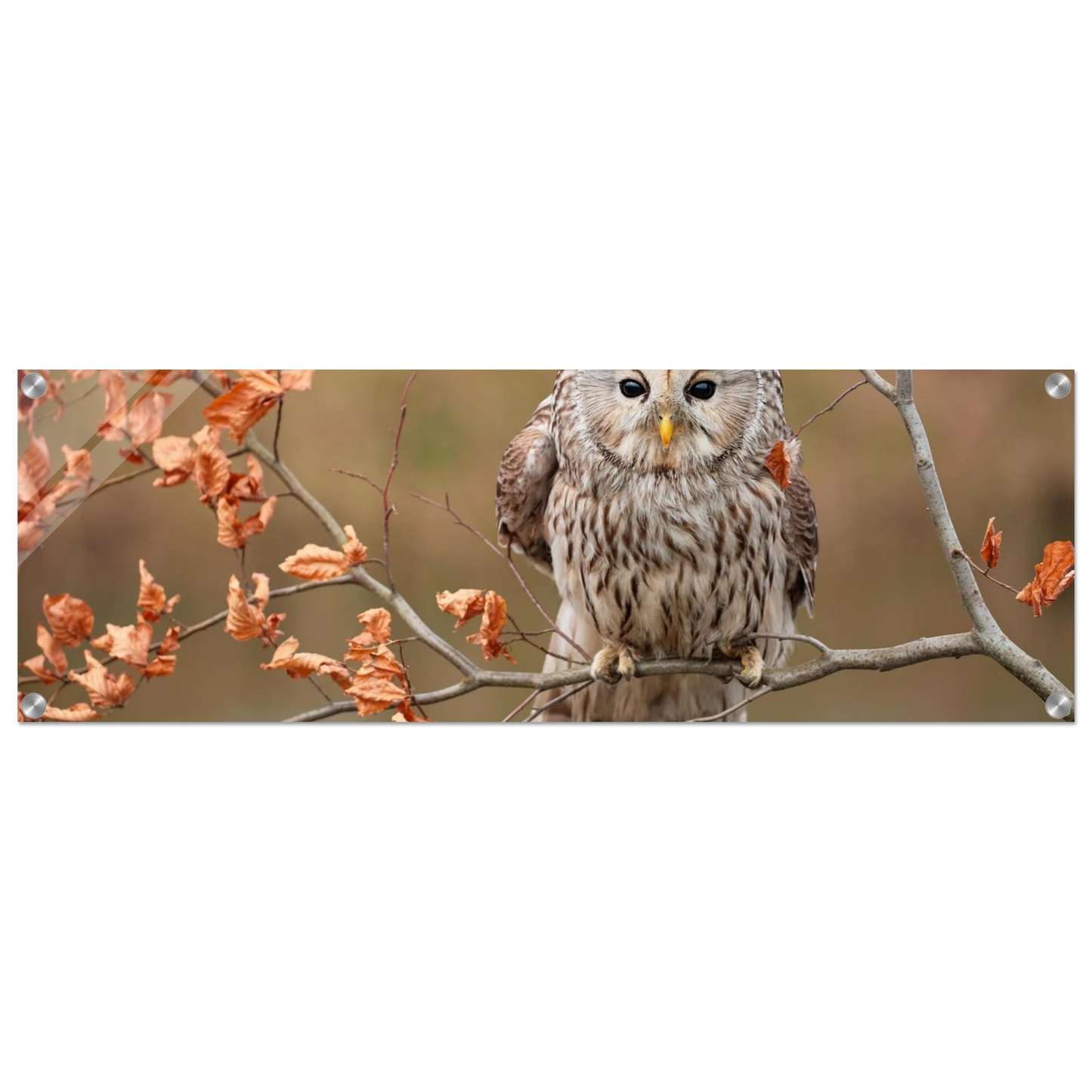 Wandbild majestaetische eule im herbstlaub einblick in die wildnis in verschiedenen groessen