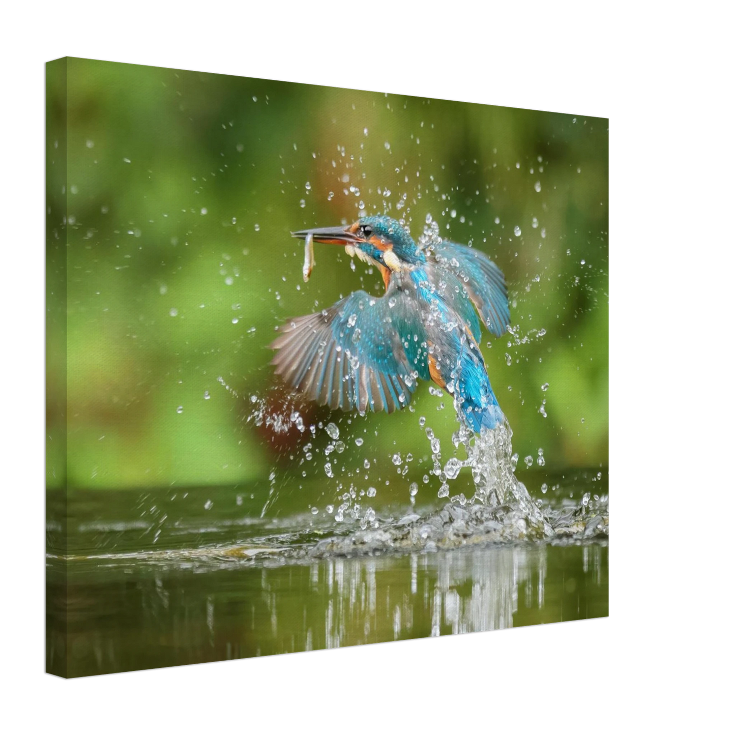 Wandbild eisvogel im sturzflug lebendige wildtierkunst fuer ihr zuhause
