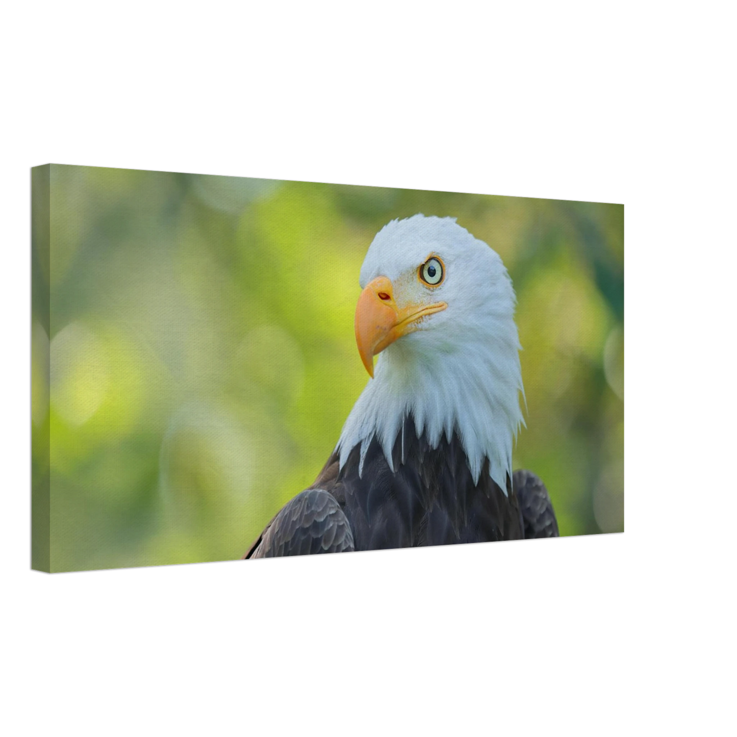 Wandbild majestaetischer weisskopfseeadler eine ode an die freiheit in ihrer wunschgroesse