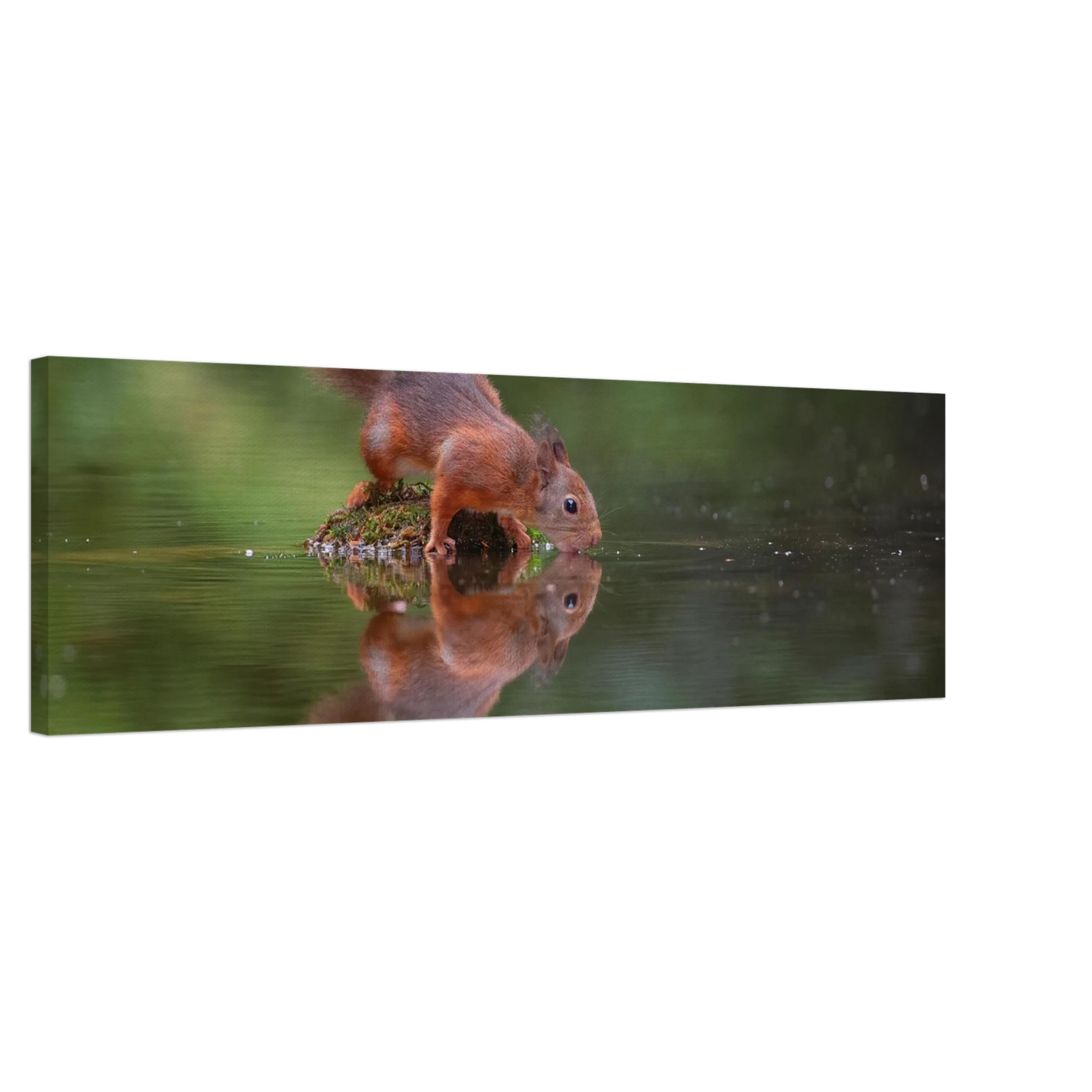 Wandbild durstiges eichhoernchen eine ruhige reflexion in der natur erhaeltlich in vielen groessen