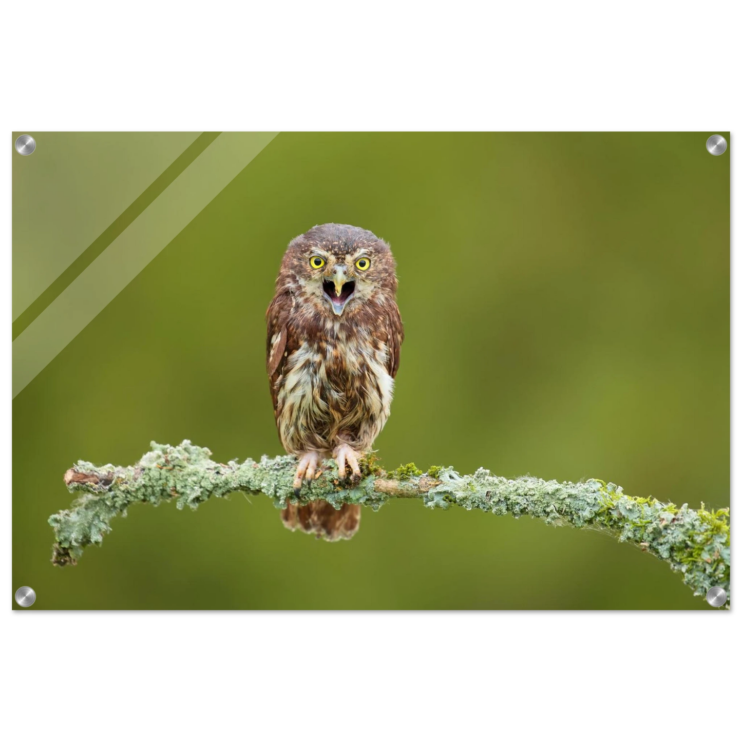 Wandbild rufer der wildnis faszinierendes eulen portraet mit leuchtenden augen fuer ihr zuhause