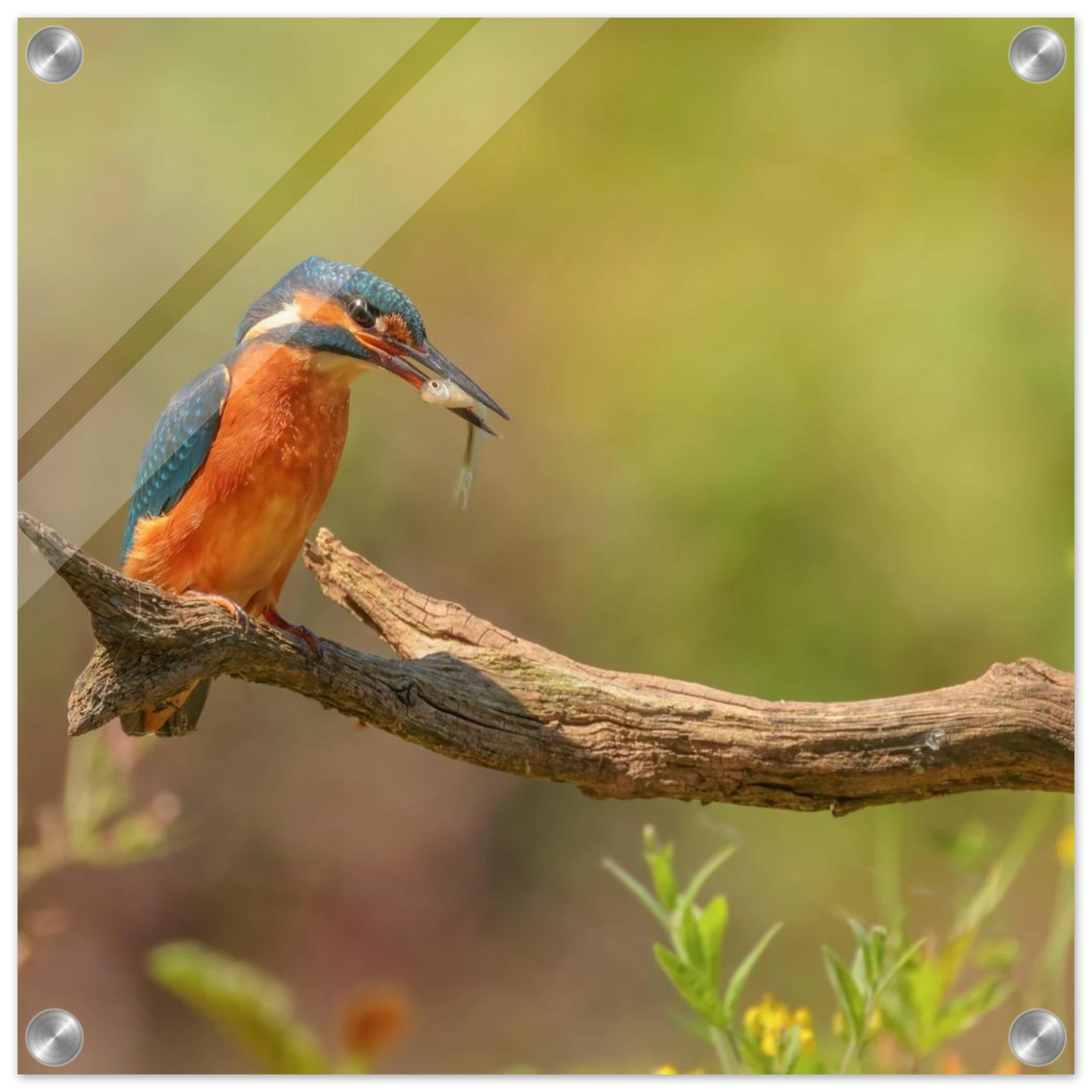 Wandbild eisvogel farbpracht leuchtende naturkunst fuer ihr zuhause in vielen groessen