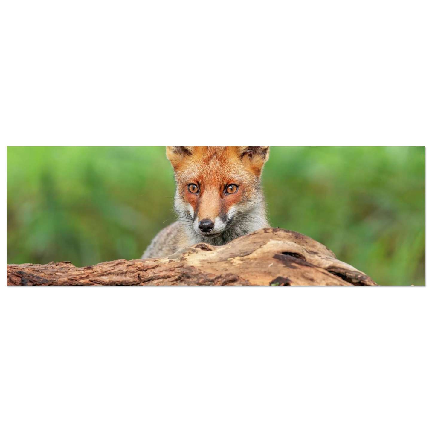 Wandbild fuchs im versteck einzigartige naturkunst fuer ihr zuhause