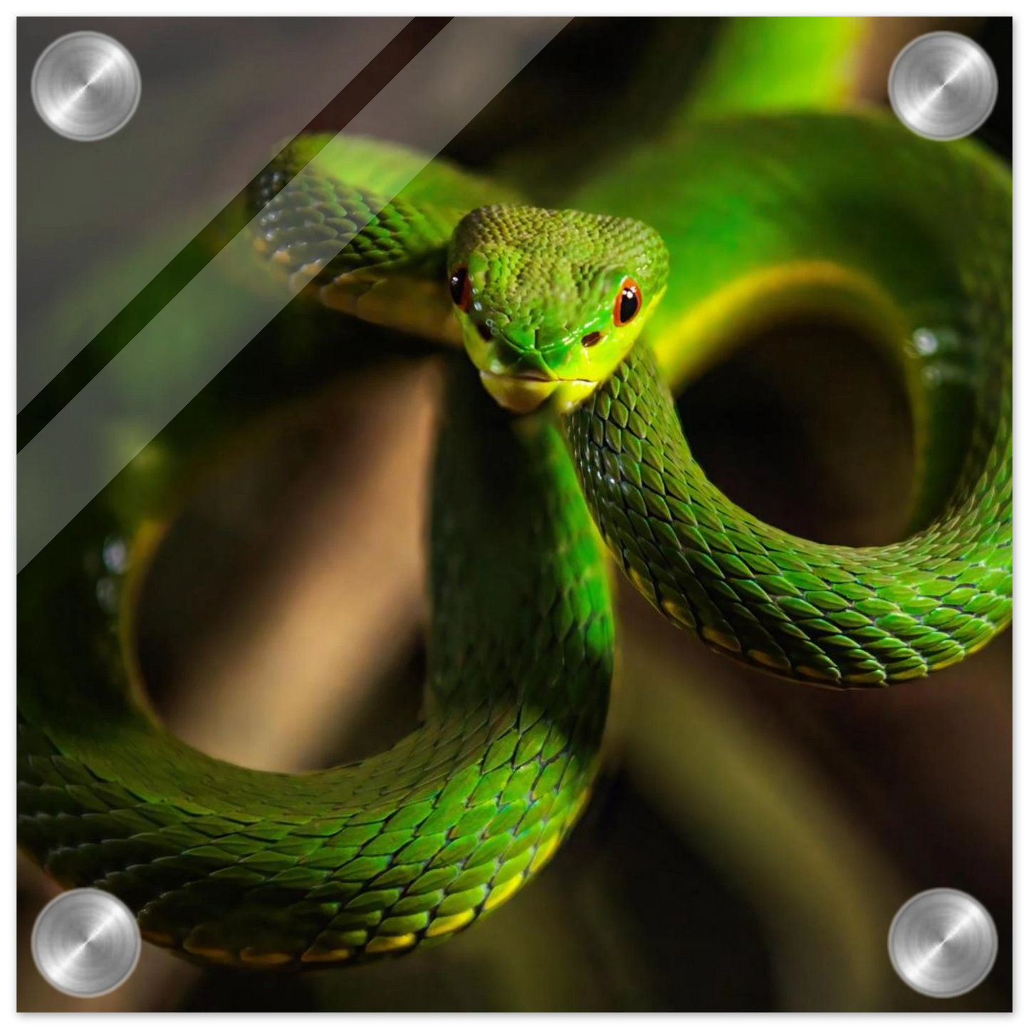 Wandbild der gruene baumviper ein hypnotischer blick in verschiedenen groessen