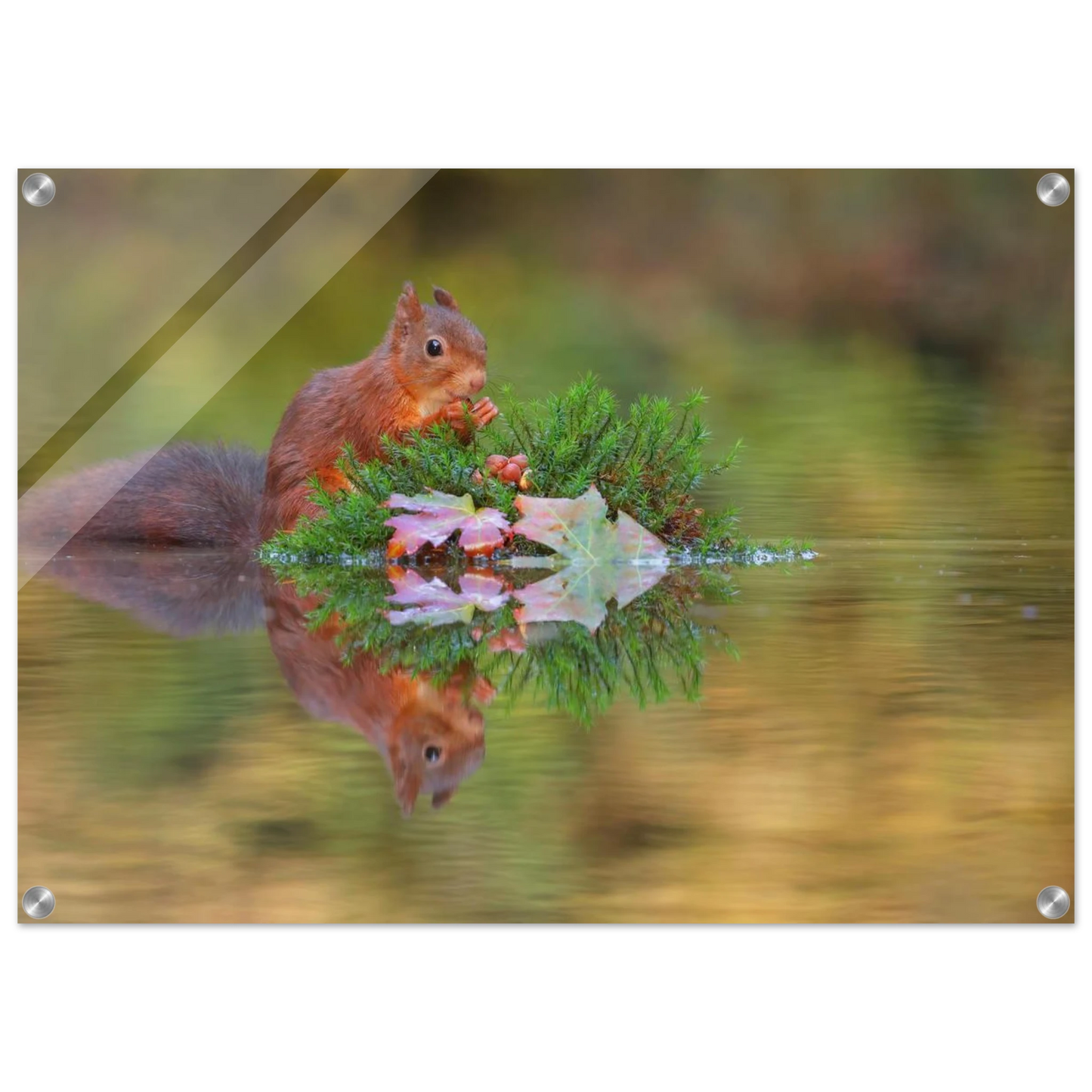 Wandbild bezauberndes eichhoernchen im herbstwald lebendige wildtierkunst fuer ihr zuhause in vielen groessen