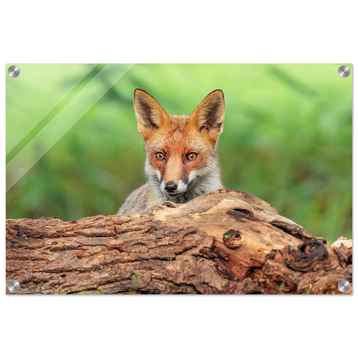 Wandbild fuchs im versteck einzigartige naturkunst fuer ihr zuhause