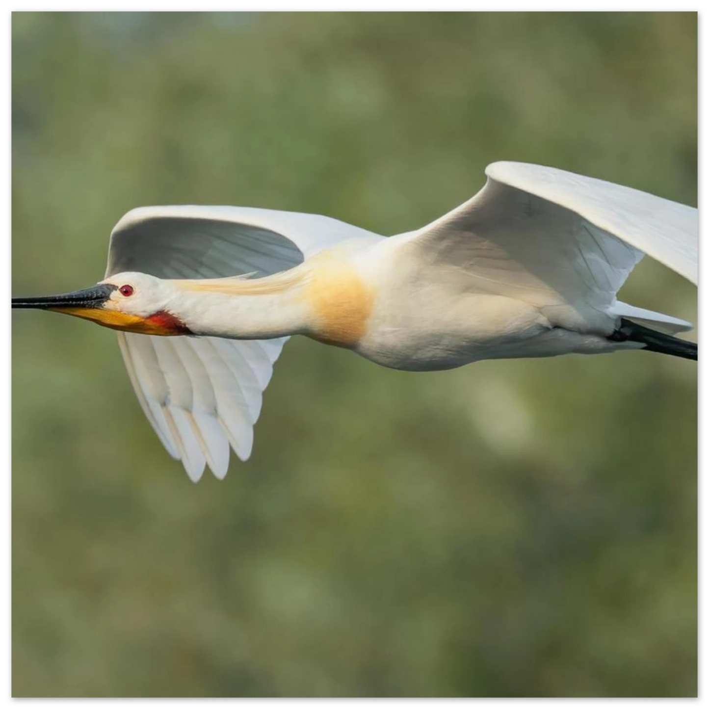 Wandbild eleganter loeffler im flug naturfotografie fuer ihr zuhause in vielen groessen