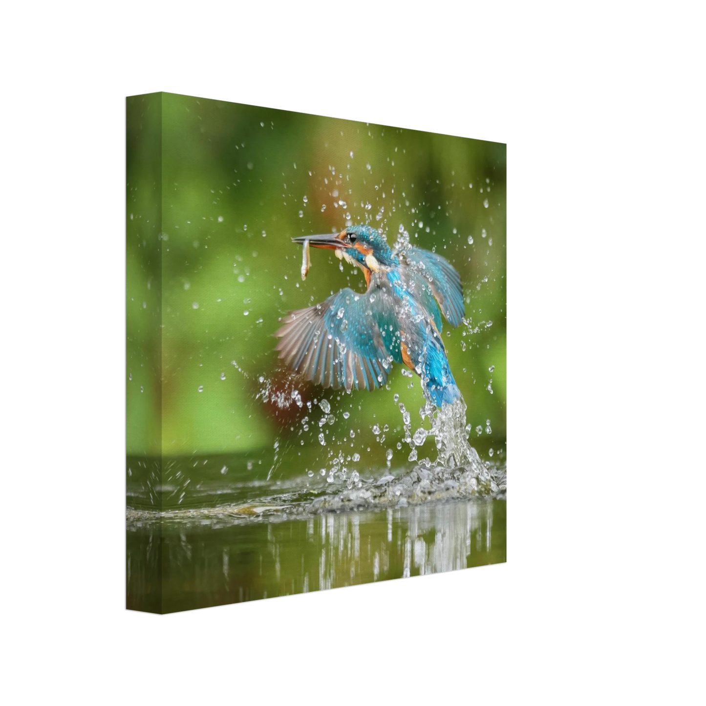 Wandbild eisvogel im sturzflug lebendige wildtierkunst fuer ihr zuhause