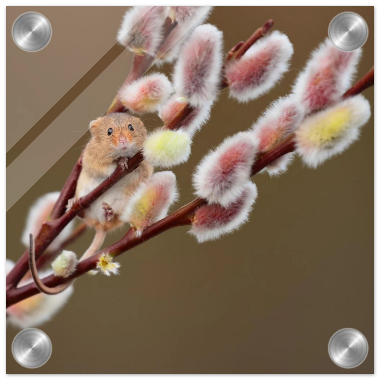 Wandbild niedliche erntemaus an flauschigen weidenkaetzchen ein zauberhafter naturmoment fuer ihre waende