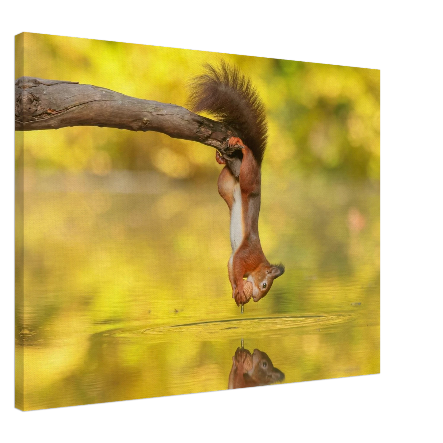 Wandbild akrobatik eichhoernchen lebendiges wildtier kunstwerk fuer ihr zuhause