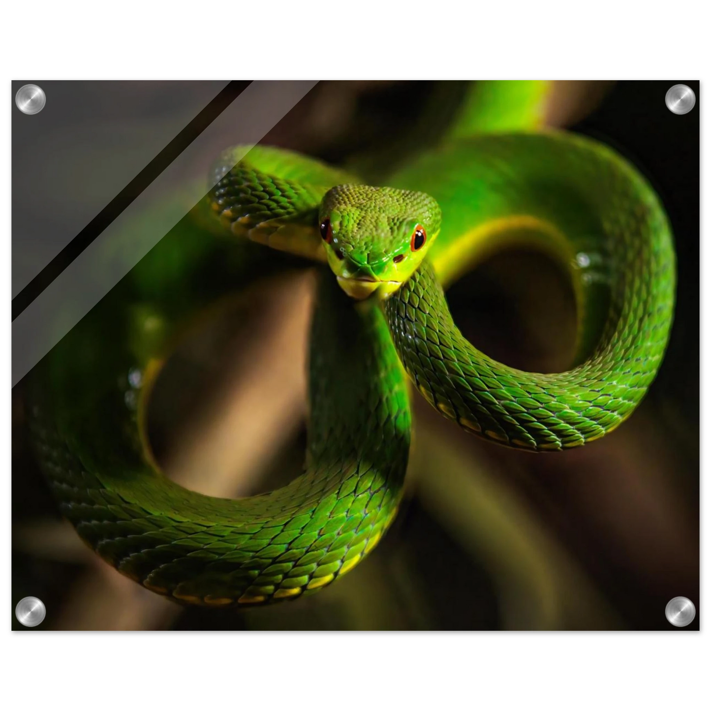 Wandbild der gruene baumviper ein hypnotischer blick in verschiedenen groessen