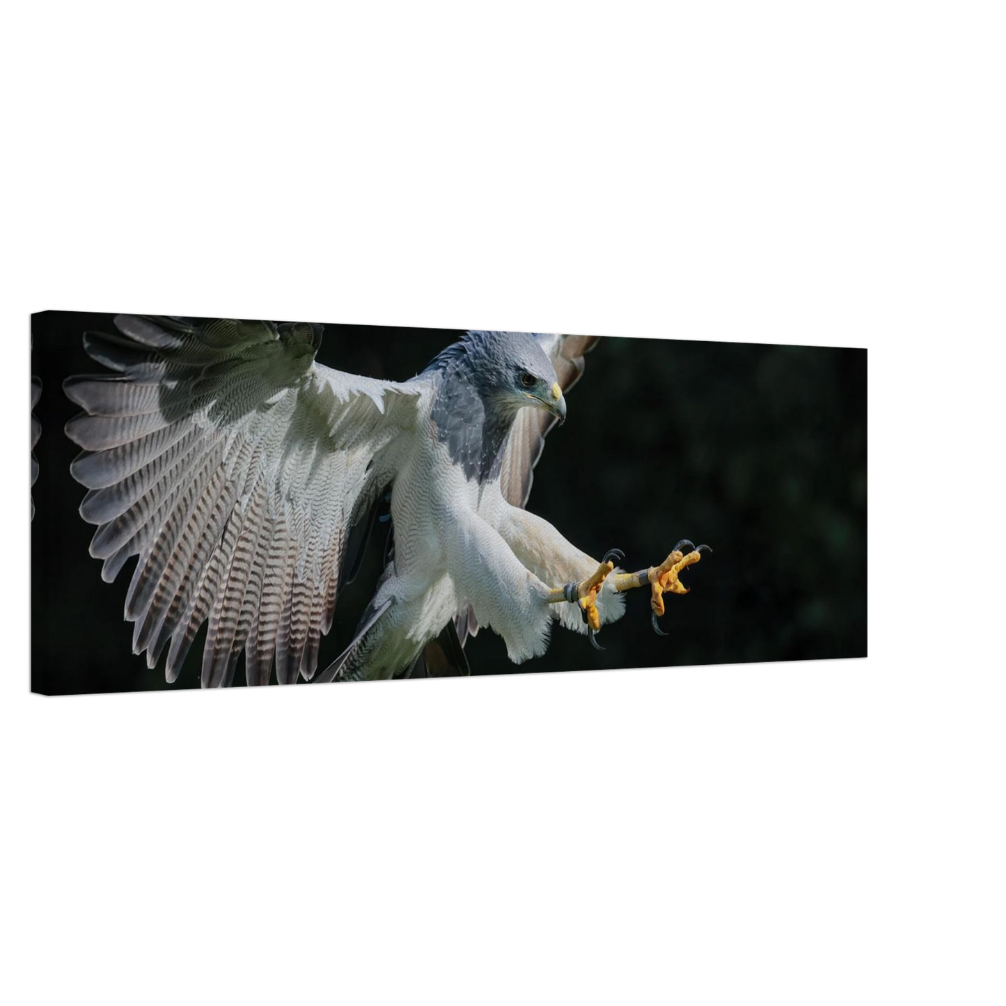 Wandbild majestaetischer schwarzbrustbussard im flug atemberaubende tierfotografie fuer ihr zuhause