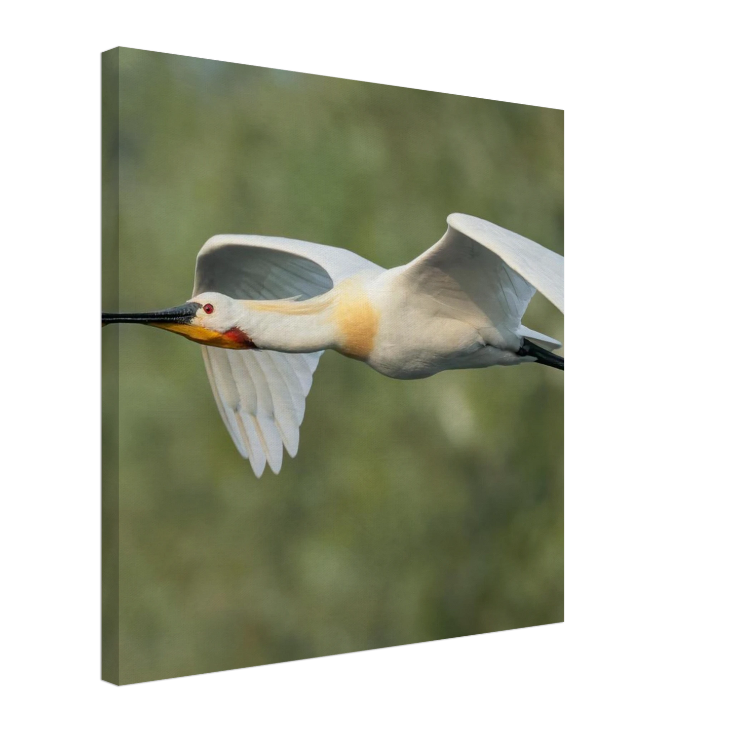 Wandbild eleganter loeffler im flug naturfotografie fuer ihr zuhause in vielen groessen