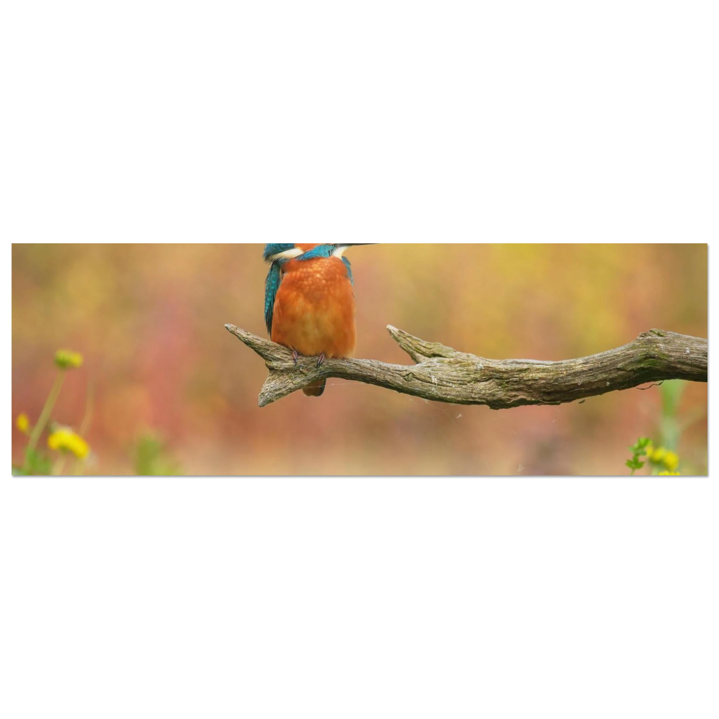 Wandbild eisvogel lebendige naturkunst fuer ihr zuhause in ihrer wunschgroesse