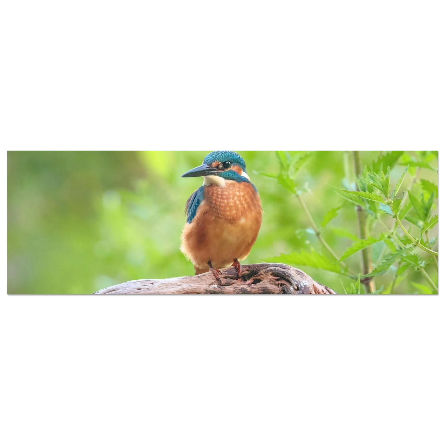 Wandbild eisvogel lebendige naturkunst fuer ihr zuhause in ihrer wunschgroesse 2