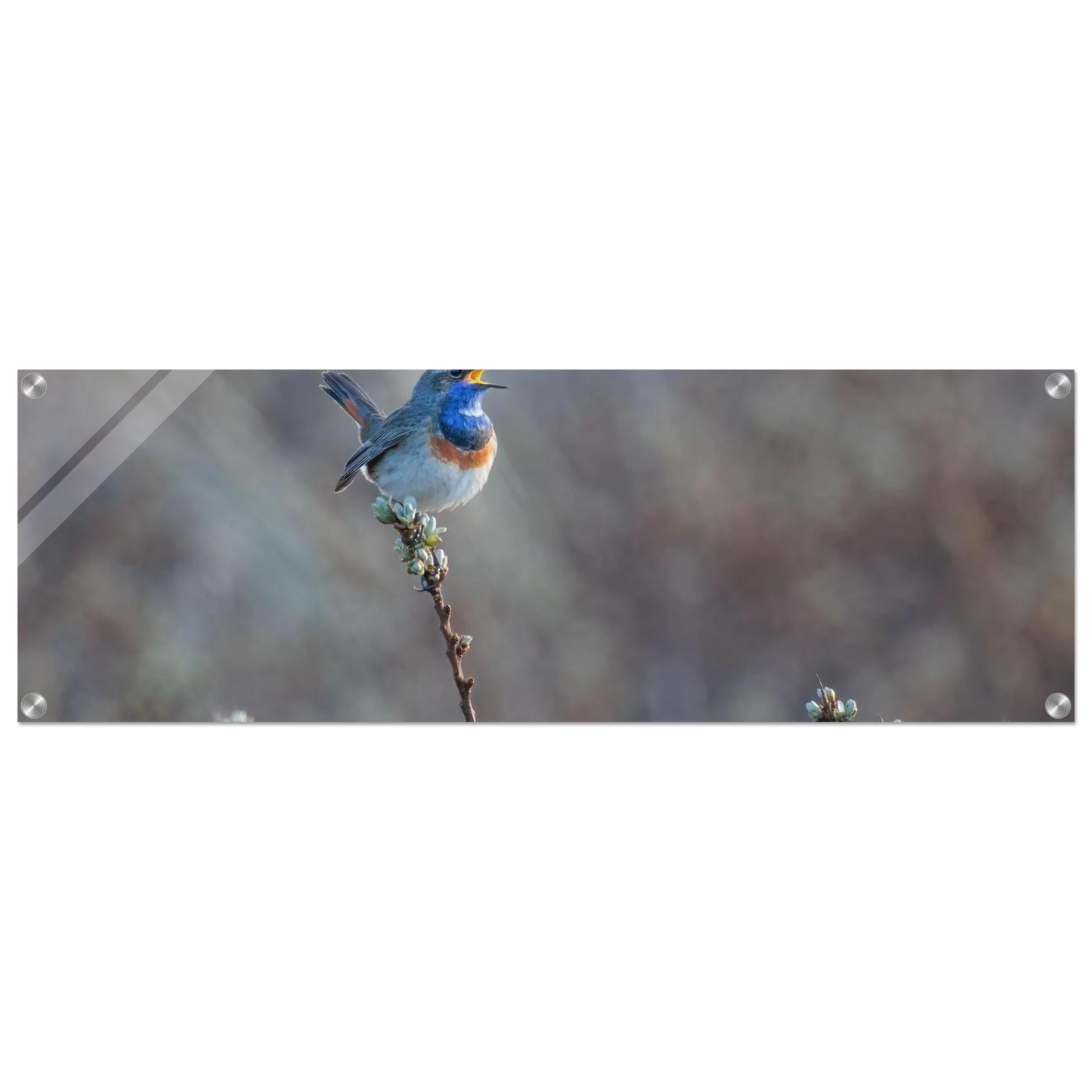 Wandbild blaukohlkehlchen im gesang naturkunst in lebendigen farben in ihrer wunschgroesse