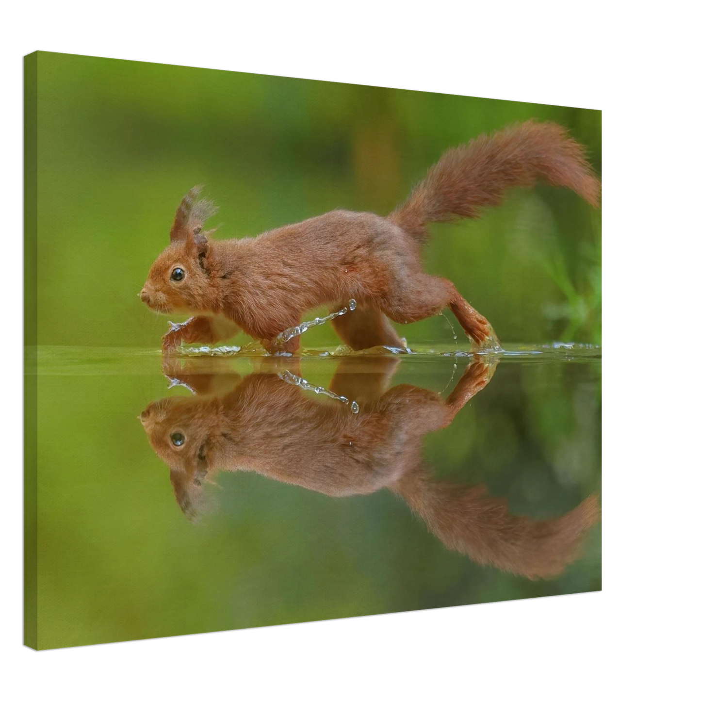 Wandbild eichhoernchen tanz eichhoernchen kunst fuer zuhause in ihrer wunschgroesse