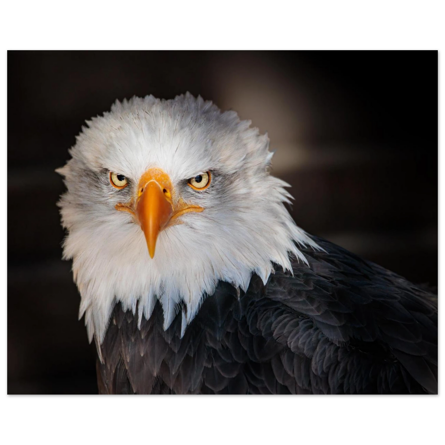 Wandbild majestaetischer adler ausdrucksstarke tierfotografie fuer ihr zuhause in vielen groessen erhaeltlich