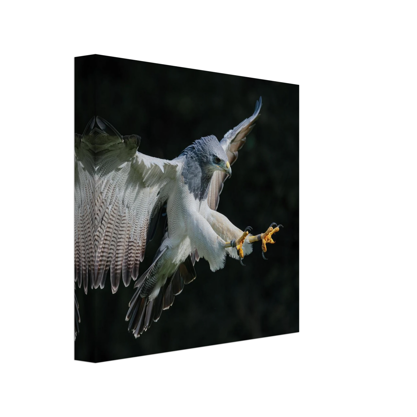 Wandbild majestaetischer schwarzbrustbussard im flug atemberaubende tierfotografie fuer ihr zuhause